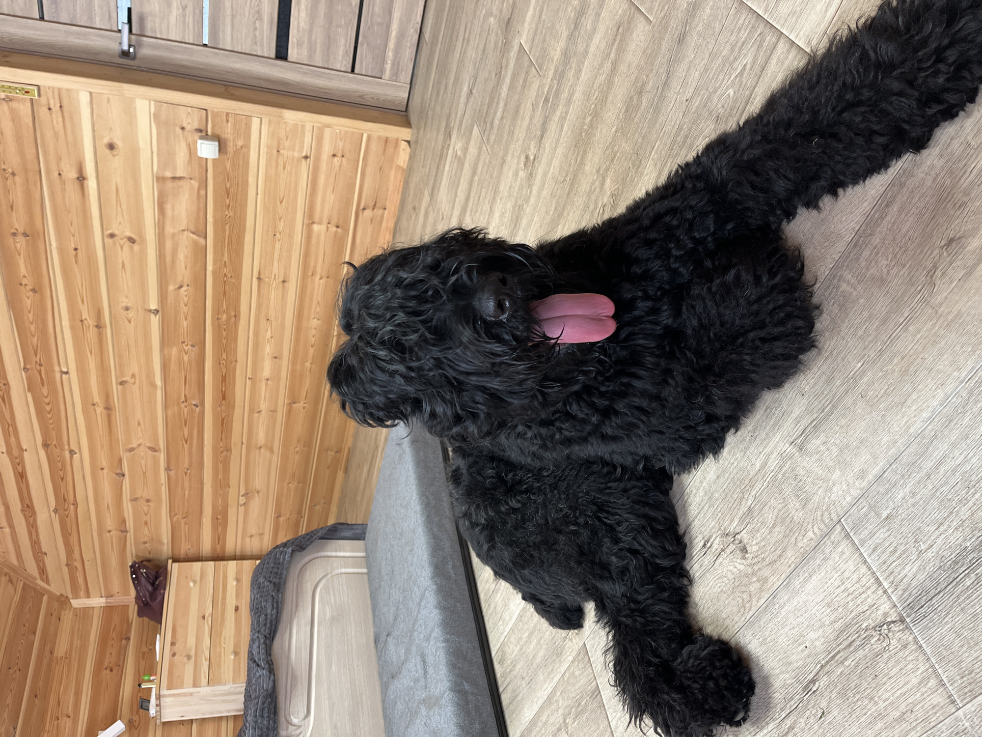A black dog with curly fur is lying on a light-colored wooden floor. Its tongue is hanging out. In the background, there is a wooden wall with horizontal planks. To the left, there is a bed with a gray cover and a wooden dresser with items on top. A door is visible on the right side of the image. The room appears to be in a house with a sloped ceiling.