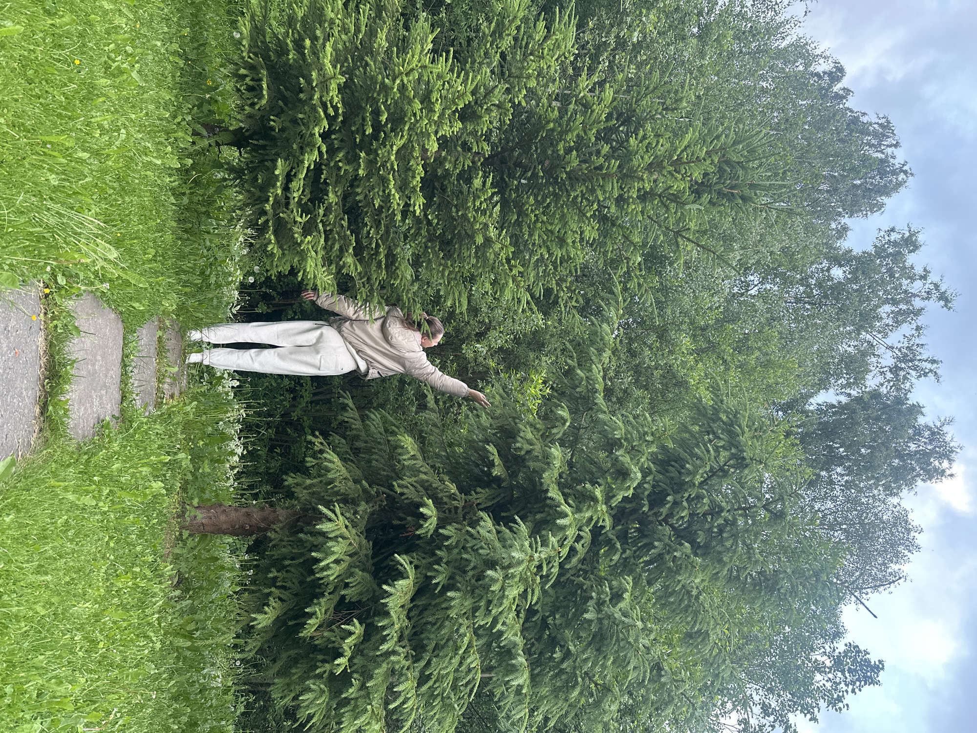 An individual stands on a stone path in a park, reaching towards the branches of a large evergreen tree. The person is wearing light-colored pants and a tan jacket. Lush green grass and dandelions surround the path, and a dense forest of evergreen and deciduous trees forms the background. The sky is overcast with clouds. The scene is located in a park in the city of Petrozavodsk, Russia.