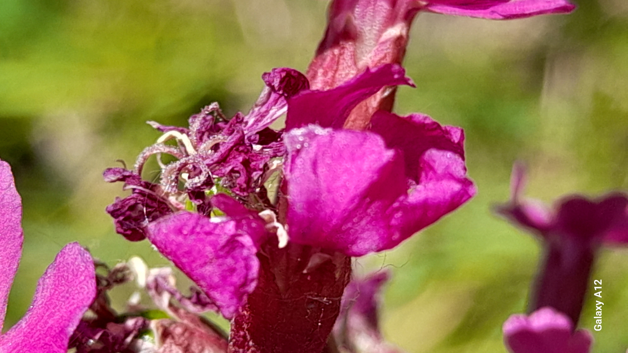 The image is a close-up, macro photograph of a cluster of vibrant pink and purple flowers with some dried and wilting parts. The flowers are on a branch, with a blurred green background suggesting foliage. The texture of the petals is detailed, showing veins and a slightly dewy or crystalline surface on some of the dried elements. In the lower left corner, the text "Galaxy A12" is visible, indicating the device used to capture the image. The photograph is focused on the intricate details of the flowers, with the background out of focus to emphasize the subjects. There are no people or animals visible in the image. The location in Марковский, Russia is not discernible from the visual content of the image itself.