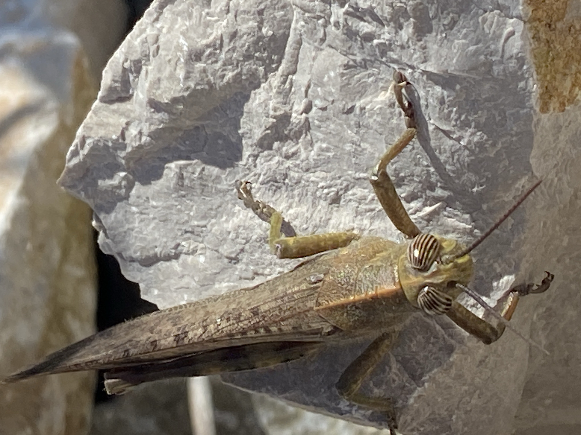 A grasshopper clings to a rough, light-gray rock. The insect, predominantly brown and tan, has striped eyes and long antennae. Its wings are folded along its body, with legs extended for grip. The backdrop is out of focus. The location is Lastva Grbaljska, Montenegro.