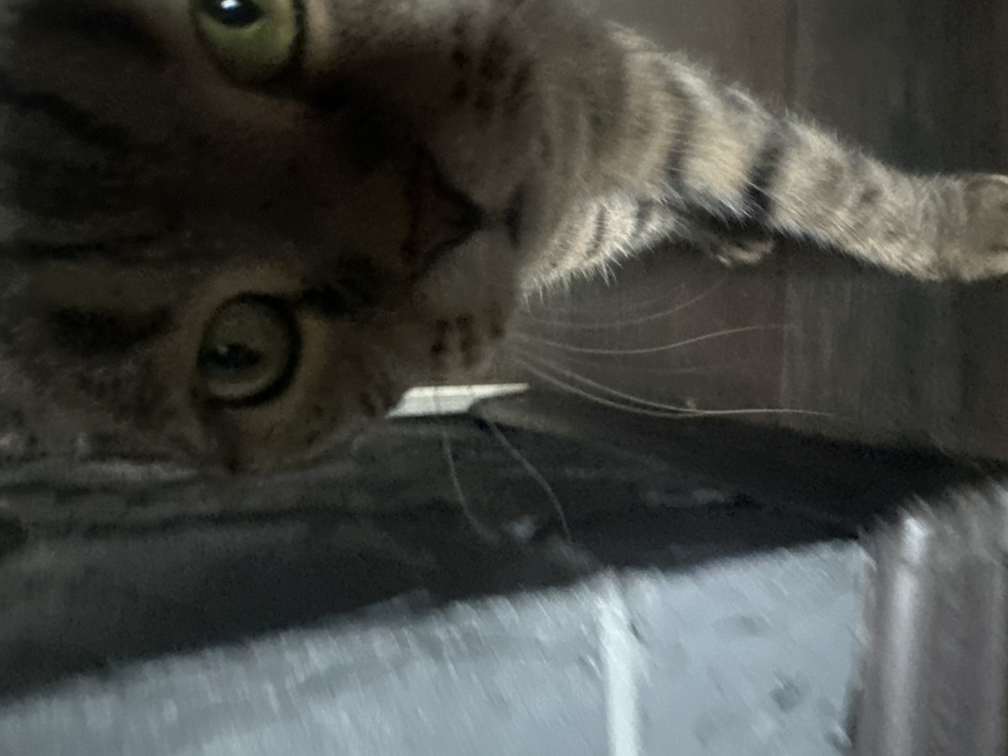 The image is a close-up, low-angle shot of a tabby cat. The cat's face is the primary focus, with its green eyes looking directly at the camera. Its body is partially visible, with striped fur on its leg and tail. The background is dark and out of focus, but appears to be an indoor setting with a vertical, textured surface on the left. There is no information in the image to suggest the location is Virki, Russia.