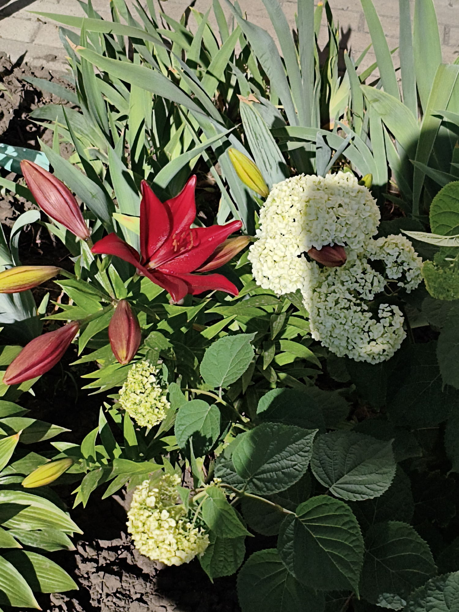 In an outdoor garden setting, a vibrant red lily with fully opened petals stands out amidst lush green foliage and creamy white hydrangeas. Several red lily buds, some beginning to unfurl, are visible, along with a few yellow buds. The garden bed is composed of dark soil with some visible pebbles. In the background, tall, sword-like green leaves, possibly from irises, create a vertical element, and a light-colored brick wall forms the backdrop. The scene is illuminated by natural sunlight, casting shadows on the plants and ground.