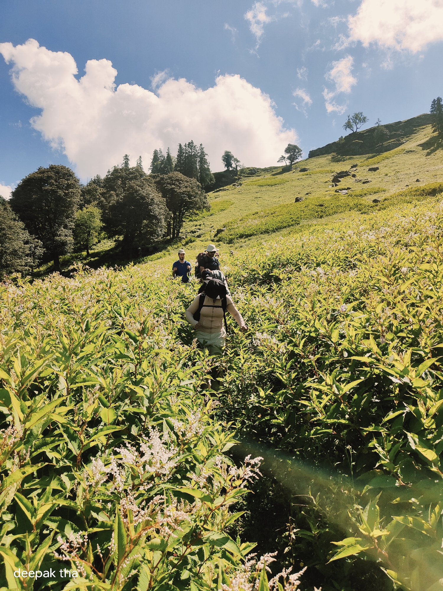 In Manali, India, on a sunny day, three individuals are hiking through a lush green mountainous landscape. The foreground is dominated by dense, tall green vegetation with small white flowers. In the mid-ground, two hikers are visible. The person in front, with a tan backpack and wearing a light-colored top and shorts, is walking away from the camera. Behind them, another person in a blue shirt and shorts, carrying a blue backpack, is also walking forward. The background shows a steep, grassy hill dotted with rocks and trees, ascending towards a bright blue sky with fluffy white clouds. The sunlight casts shadows across the terrain, and a subtle lens flare is visible on the right side of the image.
