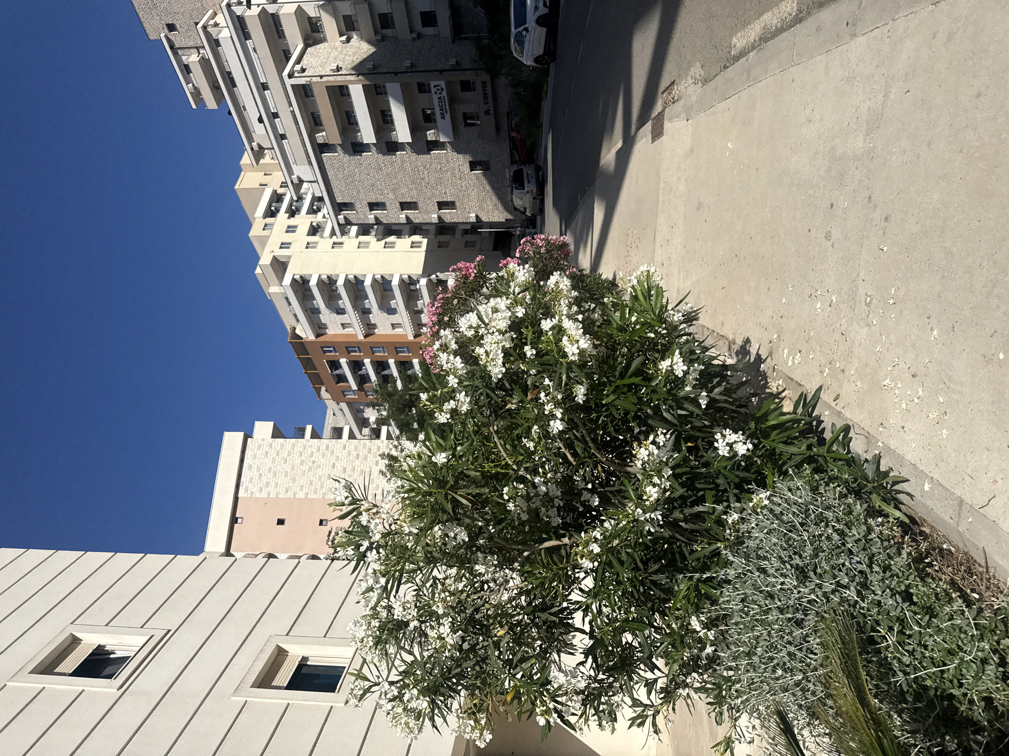 This image depicts a sunlit urban street scene in Boreti, Montenegro. In the foreground, a vibrant bush with dense green foliage and numerous white and some pink flowers dominates the left side, extending along the sidewalk. Below it, other low-lying silvery-green shrubs and a frond are visible. The concrete sidewalk occupies the middle-ground, showing faint marks and fallen white petals, leading to an asphalt road on the right.
To the immediate left, a multi-story building with light-colored, horizontally textured walls and rectangular windows with closed blinds is partially visible. In the mid-ground and background, a complex of modern residential buildings with varied architectural styles rises under a clear blue sky. These buildings feature multiple stories, balconies, and a mix of exterior finishes, including light-colored stucco, stone cladding, and some sections with a pale pink hue. One building in the mid-ground has a sign that reads "AKACIA" and below it, "A. COFFEE".
The road in the background curves slightly to the right, with a white SUV parked on the right shoulder and a white van visible further down the street. Strong shadows from the buildings and vegetation are cast across the sidewalk and road, indicating bright daylight conditions. No individuals are present in the scene.