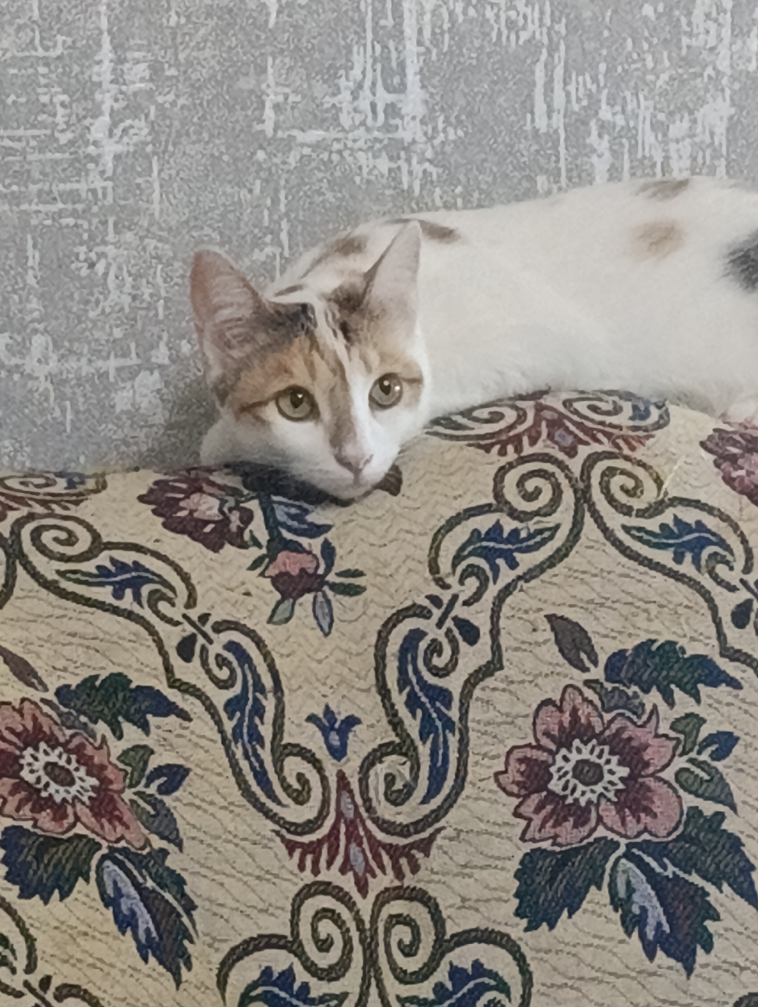 A calico cat with white, orange, and black markings is lying on a patterned sofa. The cat's head is resting on its paws, and its eyes are open and looking at the camera. The sofa has a cream-colored fabric with a floral pattern in shades of pink, blue, and green. The background is a gray, textured wall. The scene appears to be indoors, possibly in a residential setting. The image does not provide any specific information about the city of Baku, Azerbaijan, or its location within the city.