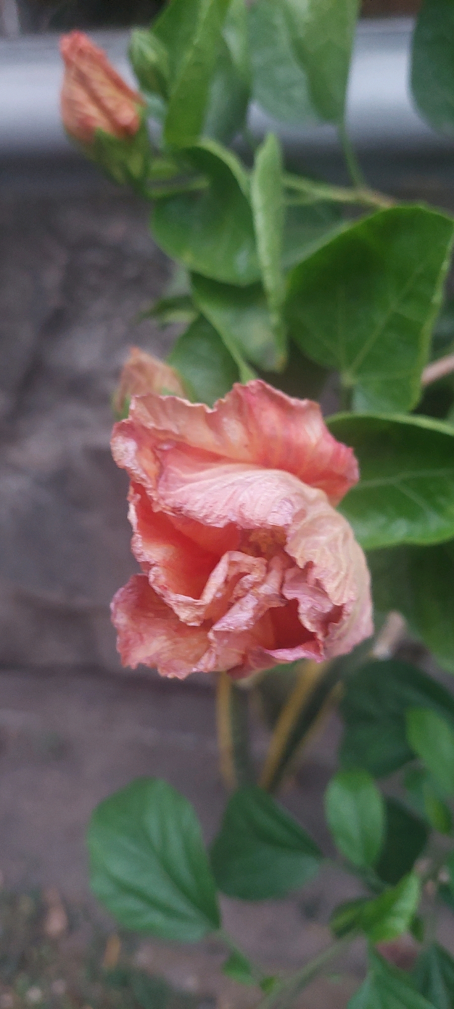 The image shows a close-up of a pinkish-orange hibiscus flower that appears to be wilting. The petals are crinkled and dry, with some darker reddish-brown edges. The flower is in focus, with a blurry background of green leaves and a gray, textured surface that could be a wall or fence. There is also a hint of another, smaller flower bud in the upper left corner. The scene is outdoors, possibly in a garden or yard, in Sukodono, Indonesia. The lighting is soft, suggesting it might be overcast or late afternoon. No people or animals are visible.