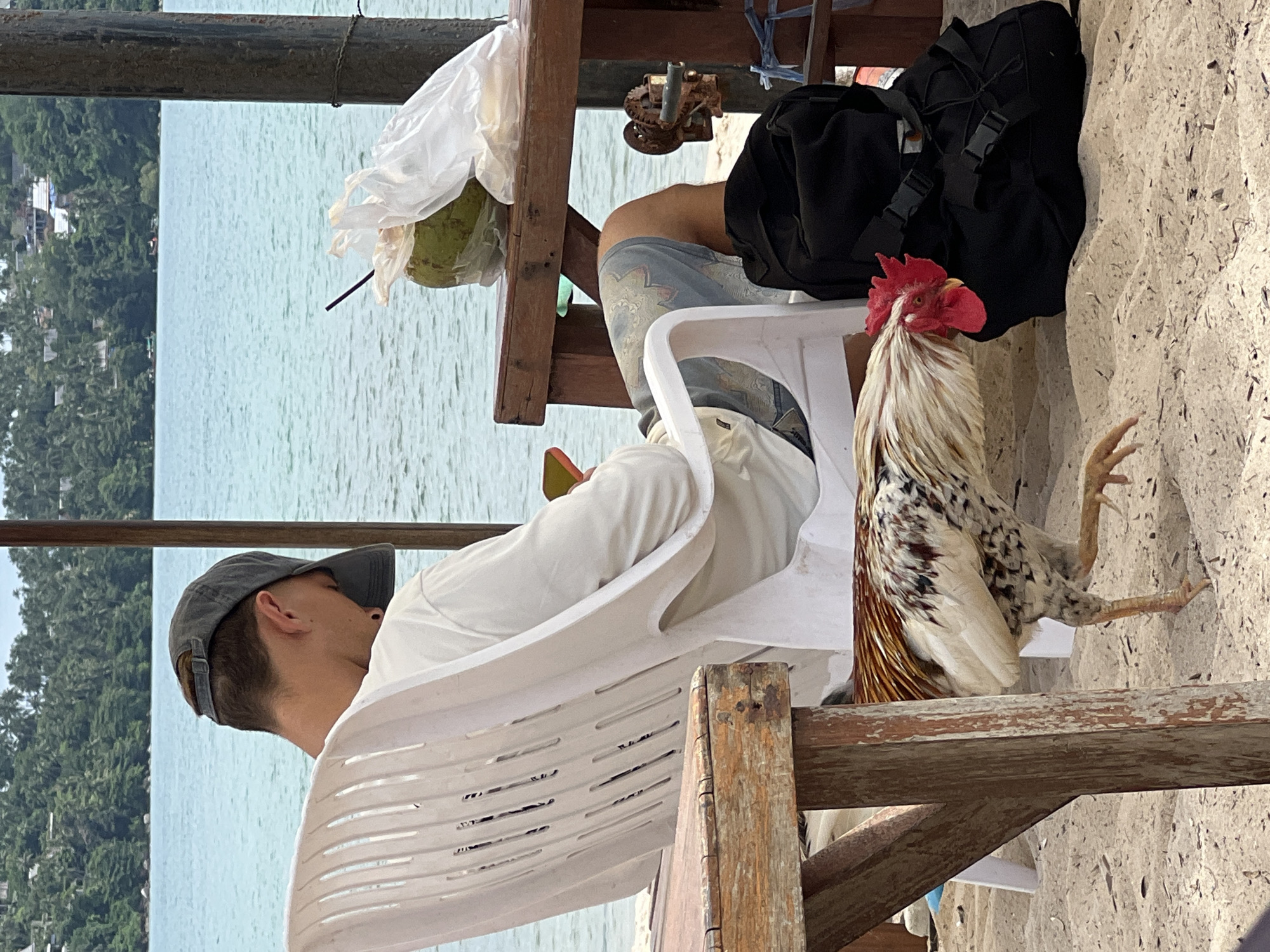 A rooster stands on a sandy beach in front of a white plastic chair occupied by a person wearing a white long-sleeved shirt, a grey baseball cap, and patterned shorts. The person is looking down at their phone, which is held in their right hand. To the right of the chair, a wooden bench holds a whole coconut with a straw and a white plastic bag. Behind the bench, a black backpack is visible. In the background, the turquoise ocean meets a tree-covered coastline with buildings. A wooden table with a weathered surface is in the foreground to the left.