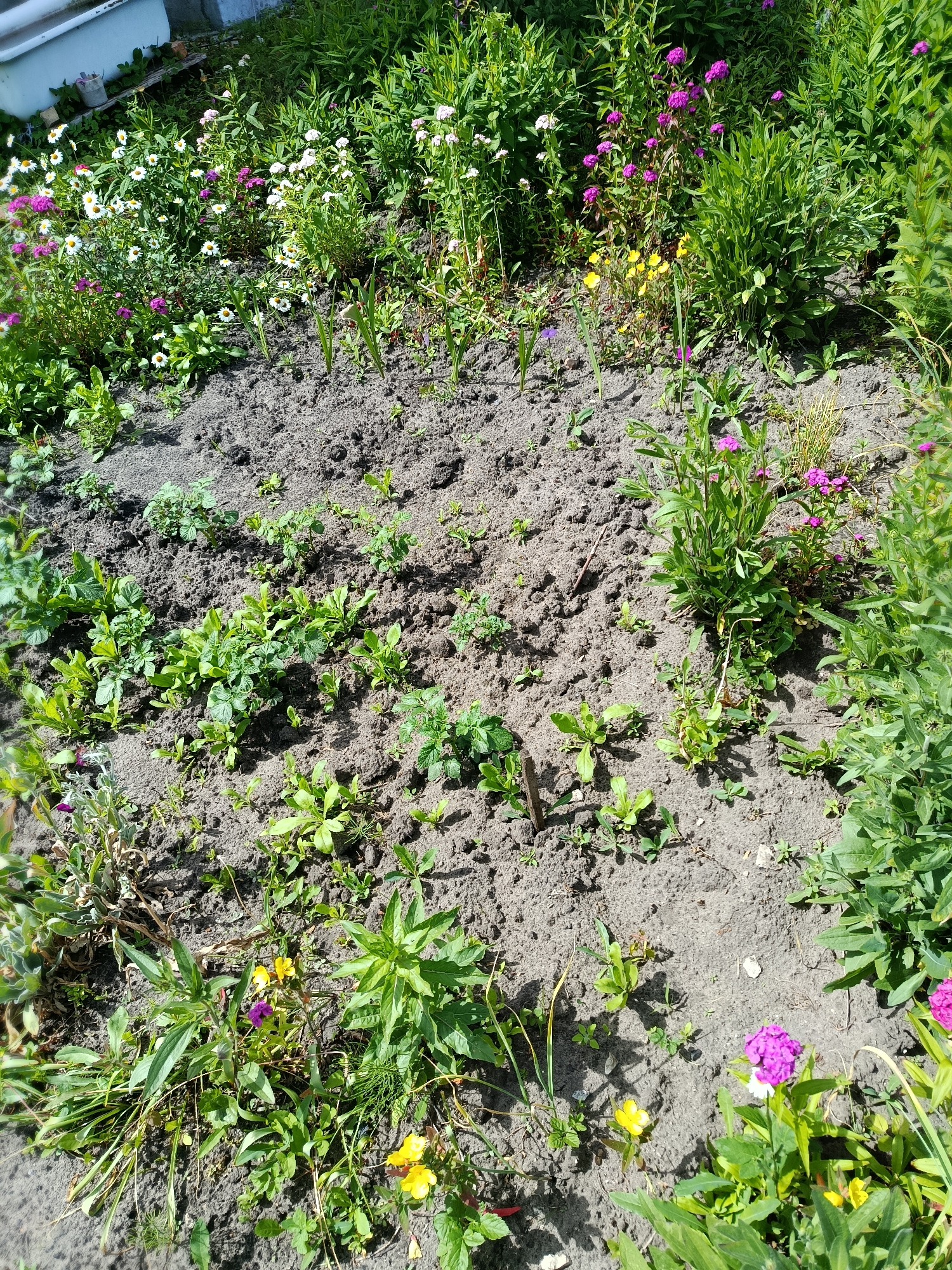 A close-up, high-angle shot captures a garden bed in Vareya, Russia, on a sunny day. The bed is filled with a mix of soil and young plants. Scattered throughout are various small flowers in shades of white, pink, purple, and yellow, some in bloom and others as buds. The surrounding area is densely planted with green foliage, creating a lush, overgrown appearance. The ground is dark, loamy soil, with visible patches of bare earth. The scene suggests a vibrant, well-tended garden, possibly a private backyard or a community garden space.