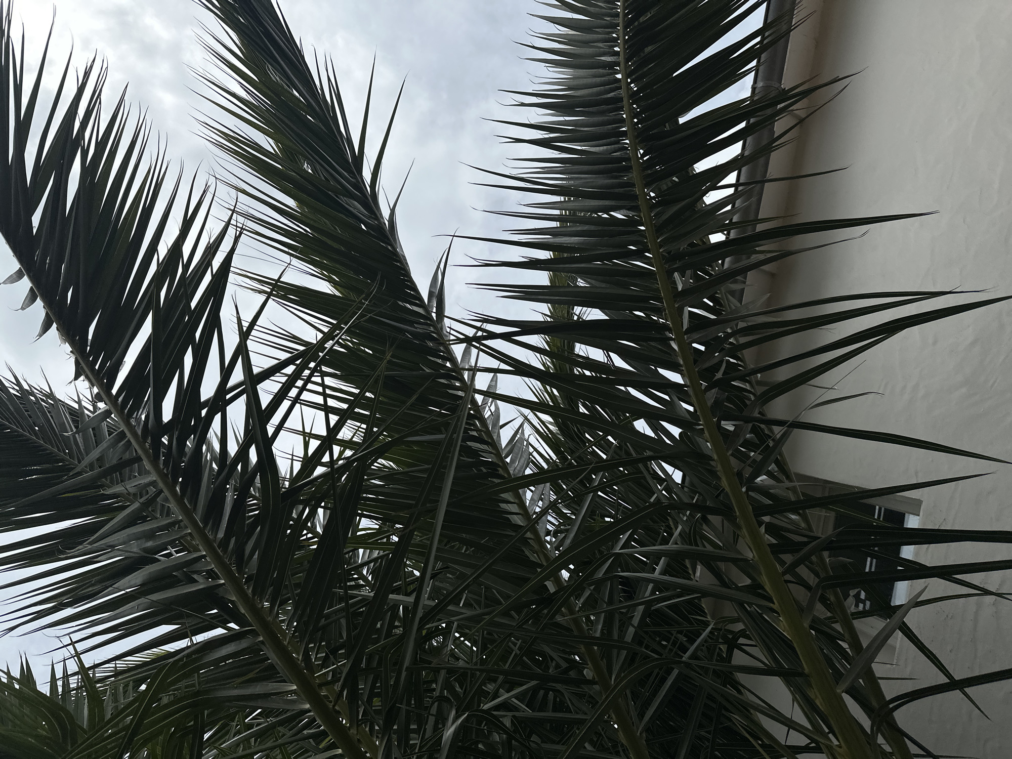 The image shows a close-up view of palm fronds against a cloudy sky and a white wall. The fronds are dark green and sharply pointed. The wall has a rectangular, slightly recessed feature near the top right of the frame. The angle of the shot is looking upwards, emphasizing the height of the palm tree.
There is no specific indication in the image that places the image in the city of La Couarde-sur-Mer, France.