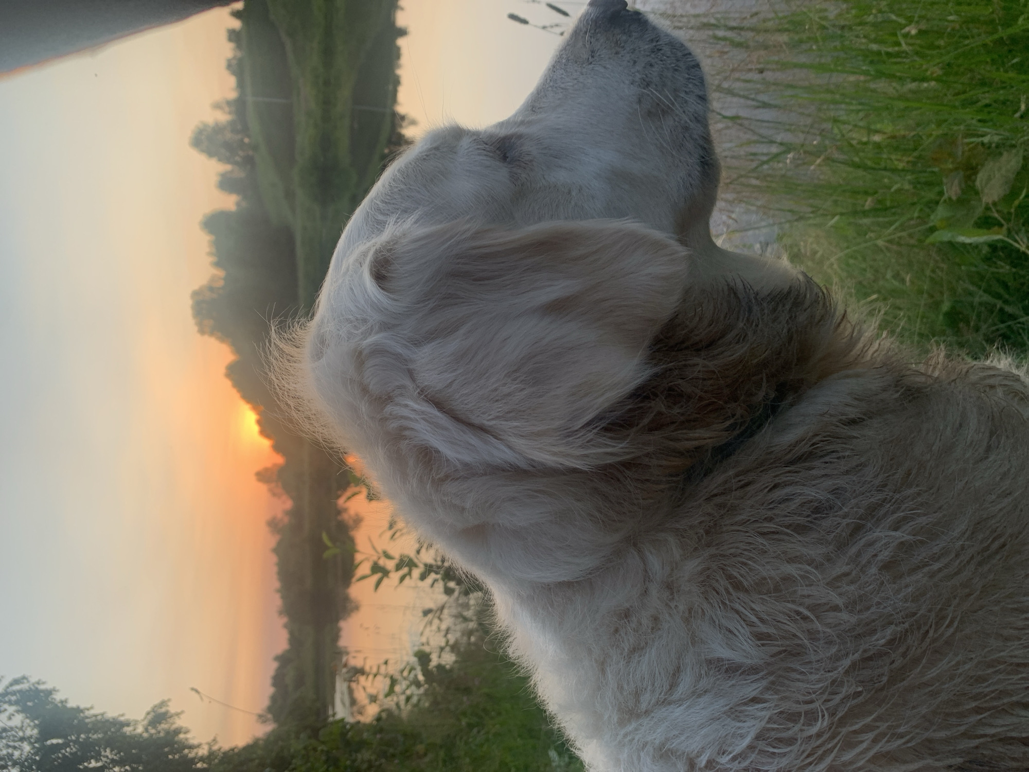 A light-colored dog, possibly a Golden Retriever, is shown in profile facing right, with its head and a portion of its body in the foreground. The dog appears to be calm, with its eyes closed. The background features a serene natural landscape at sunset, with a calm body of water reflecting the warm orange and yellow hues of the sky. Trees and rolling hills are visible on the opposite bank of the water. The foreground is characterized by lush green grass and some foliage. The overall impression is one of tranquility and peace. This scene is consistent with a natural setting outside of urban areas, and while Zasechnyi, Russia, is known for its natural beauty, this specific image does not contain any unique landmarks or identifiable features that would pinpoint it to that exact location.
