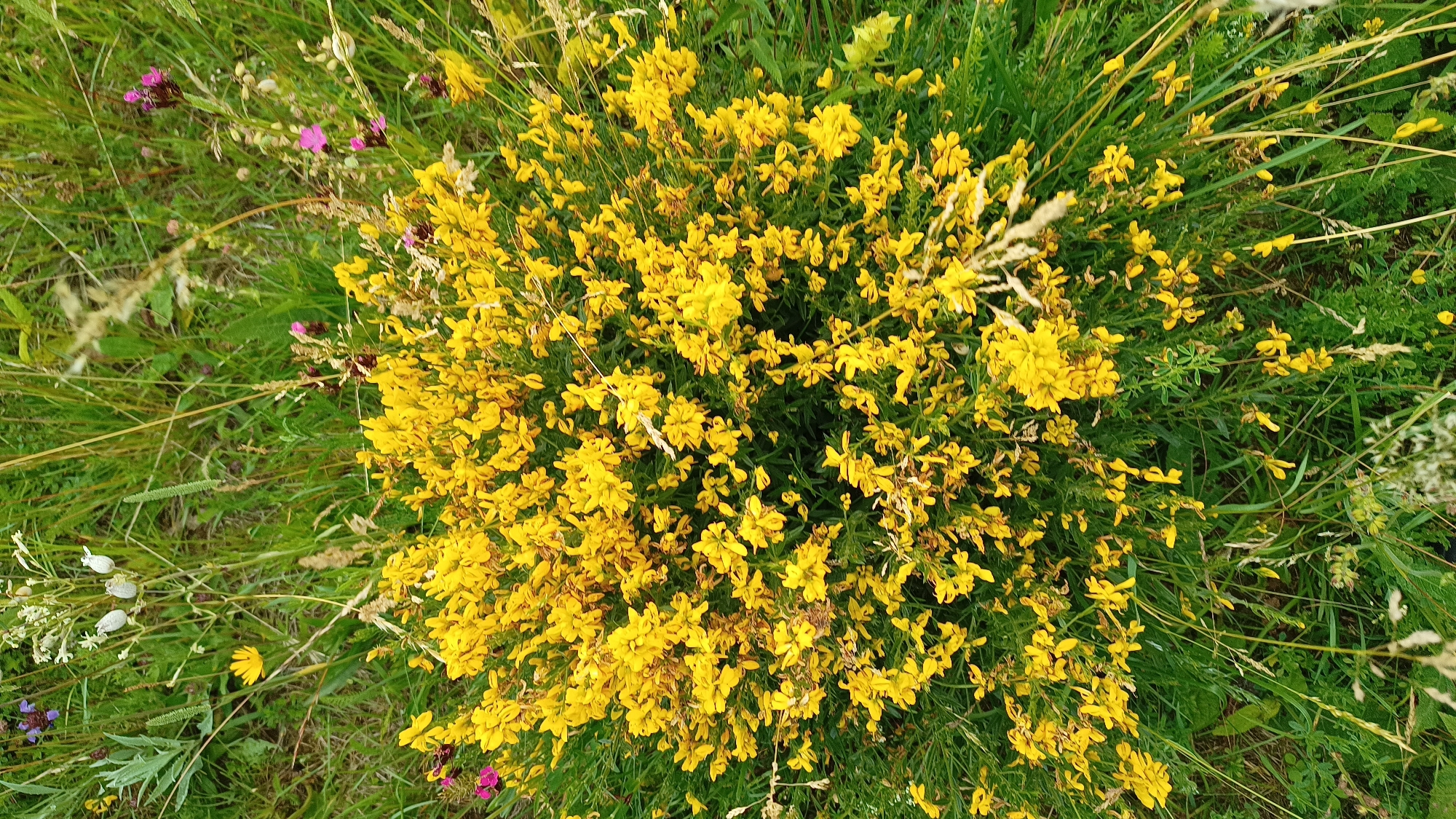 The image shows a close-up, aerial view of a dense bush of bright yellow flowers, possibly broom or gorse, growing amongst tall green grass and other wild vegetation. The bush is the dominant feature, filling most of the frame. Scattered amongst the yellow flowers are a few small purple flowers and some dried brown seed pods. The background consists of more green grasses and some blurred vegetation. The scene appears to be outdoors in a natural or semi-natural setting, possibly a field, meadow, or roadside verge. Without further context, it is impossible to definitively place this scene in Unterhaching, Germany, or any specific location. There are no people, animals, or man-made objects visible.