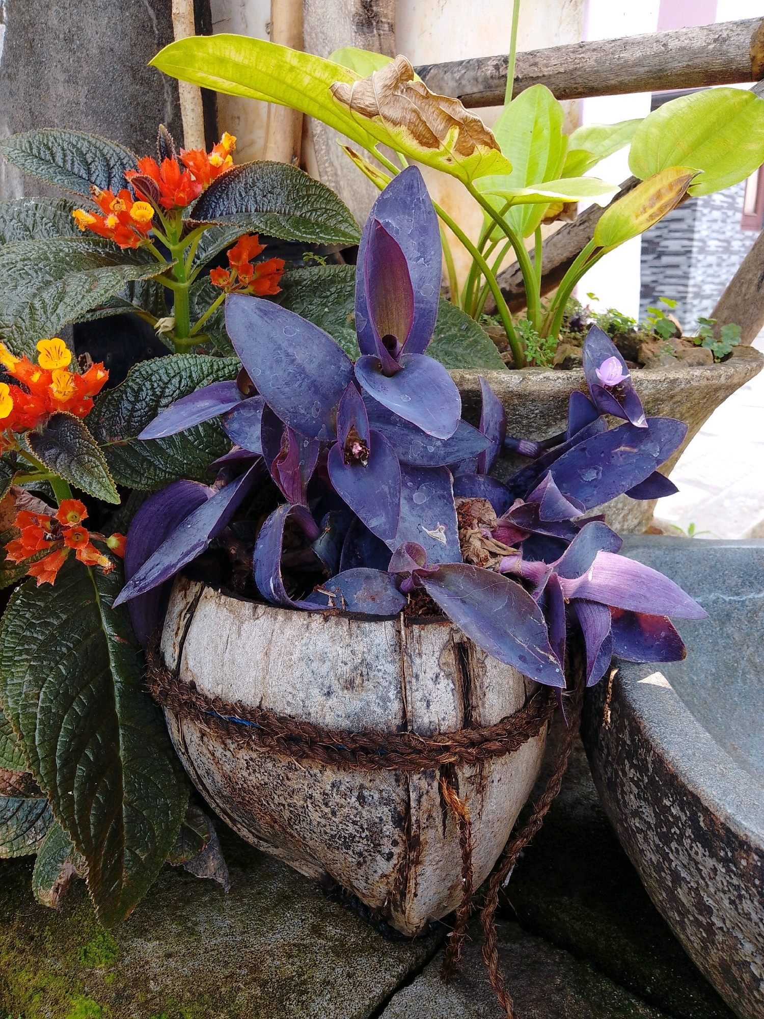 In a garden setting in Cikal, Indonesia, a close-up shot captures a variety of plants in pots. The primary focus is a plant with deep purple, pointed leaves, its stems cascading over the side of a coconut shell planter. The coconut shell is weathered and secured with thick, brown rope. To the left of the purple-leafed plant are clusters of small, bright orange and yellow flowers with dark green, textured leaves. Behind these plants, a larger pot contains plants with broad, light green leaves, some of which show signs of drying. The background is blurred, showing hints of a building with grey and white siding and wooden elements. The overall scene suggests a natural, possibly slightly unkempt, garden display.