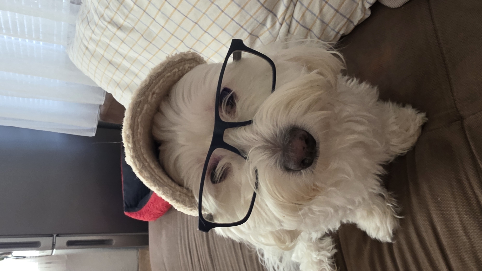 A white, fluffy dog lies on a brown sofa, wearing black-rimmed glasses. The dog is positioned on its back in a dog bed, which is placed atop the sofa. Behind the dog, there is a pillow with a yellow and white plaid pattern. To the left of the dog, a window with white blinds is visible, along with a gray refrigerator. The location appears to be indoors. There is no indication of Blagoevgrad, Bulgaria.