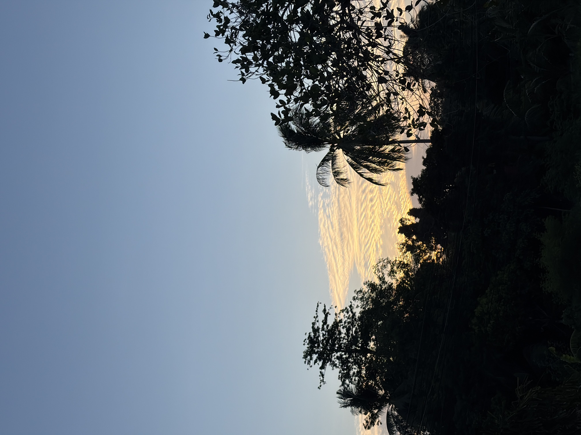 An outdoor vertical shot depicts a silhouetted tree line against a dusk sky over the Ko Samui District, Thailand. The sky is a gradient of light blue at the top, transitioning to pale yellow and orange near the horizon, with thin, wispy clouds catching the last light. In the foreground, the dark silhouettes of various trees and palm trees form a dense border across the lower half of the image. A coconut palm is prominent on the left, its fronds fanned out. On the right, a leafy tree branch with scattered leaves extends into the frame. The overall impression is of a tropical evening setting.