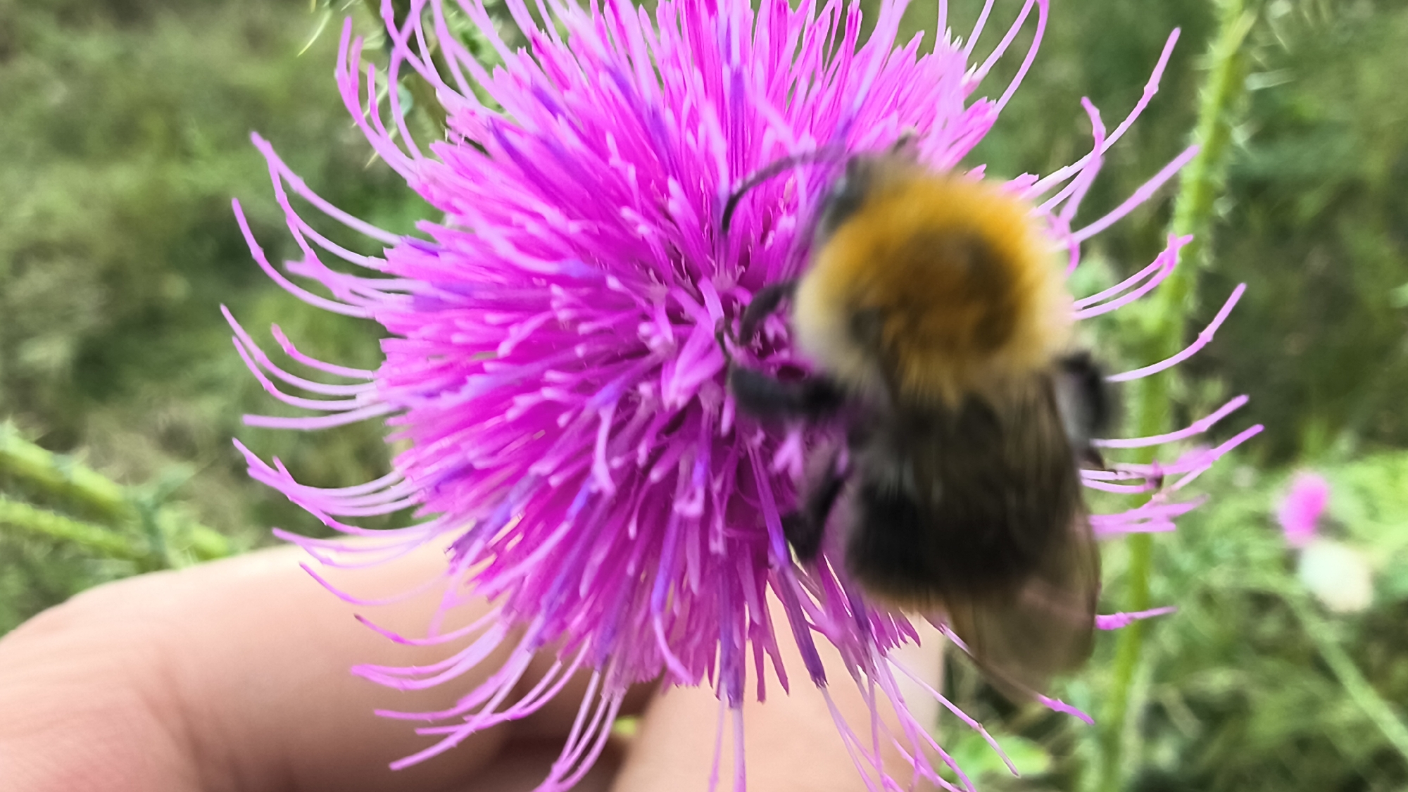 A macro shot shows a bumblebee on a bright pink thistle flower. The bee is mostly out of focus, with its fuzzy yellow and black body visible on the right side of the image. Its antennae are extended and touching the flower's petals. The thistle flower is in the center of the frame, with its delicate, spiky petals fanning outwards. A human finger is visible on the left, gently supporting the flower. The background is blurred green foliage, suggesting an outdoor setting.