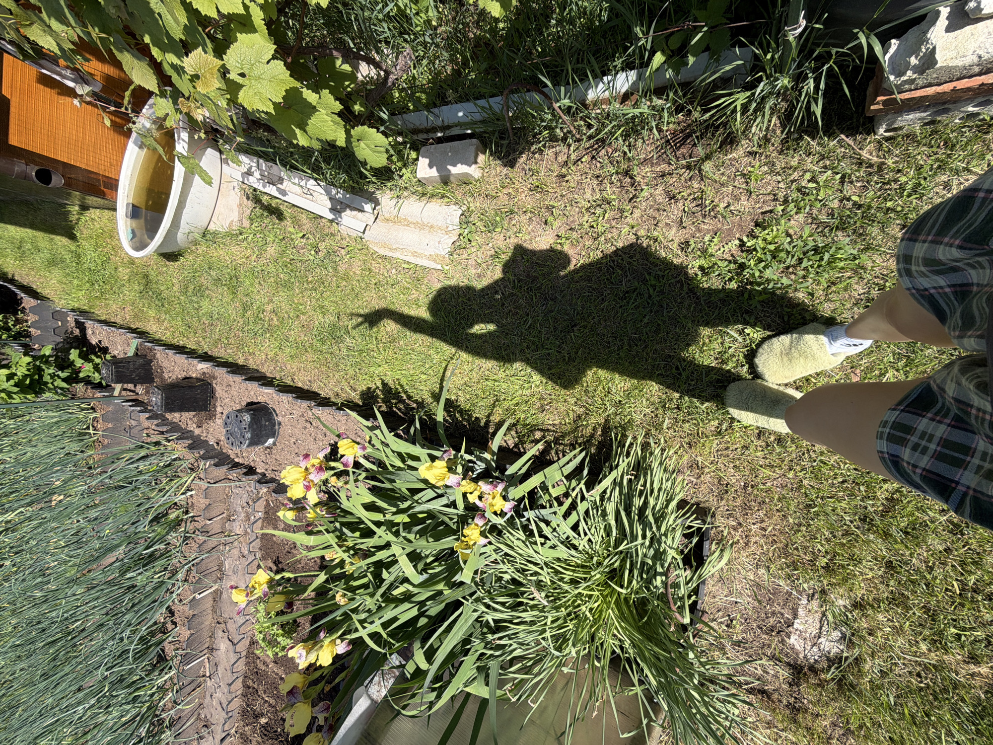 This image, captured in Chaikovsky, Russia, depicts an outdoor garden or yard from a first-person perspective under direct sunlight. In the immediate foreground, the lower legs and feet of an individual are visible, wearing a green and white plaid skirt or shorts, light-colored socks, and fuzzy light-green slippers. A distinct shadow of the individual, exhibiting a raised arm forming a "peace" sign, is cast onto the grassy ground directly in front.
To the left of the frame, a multi-tiered garden bed system is present. The largest section contains numerous rows of tall, thin green plants, consistent with onions or similar alliums, growing in dark soil. This bed is bordered by dark, scalloped plastic edging. Adjacent to this, a smaller section of tilled earth contains several empty, dark plastic plant pots. Further forward on the left, a dense cluster of green foliage with multiple yellow irises, some displaying purple streaks, is visible. A portion of a transparent greenhouse or cold frame structure is partially visible behind these flowers.
To the right of the frame, a narrow grassy path extends into the background. Along this path, an oval-shaped, light-colored basin, approximately one meter in length, filled with murky water, is situated. Behind the basin, a section of a building wall, constructed of orange-brown painted wood, is visible, featuring a dark downspout. A vine with large green leaves, consistent with a grape plant, extends from the far right into the upper right quadrant of the image. Scattered on the ground near the path and basin are several light-colored concrete or stone fragments. The ground primarily consists of grass, with some areas exhibiting sparse vegetation and exposed soil.
