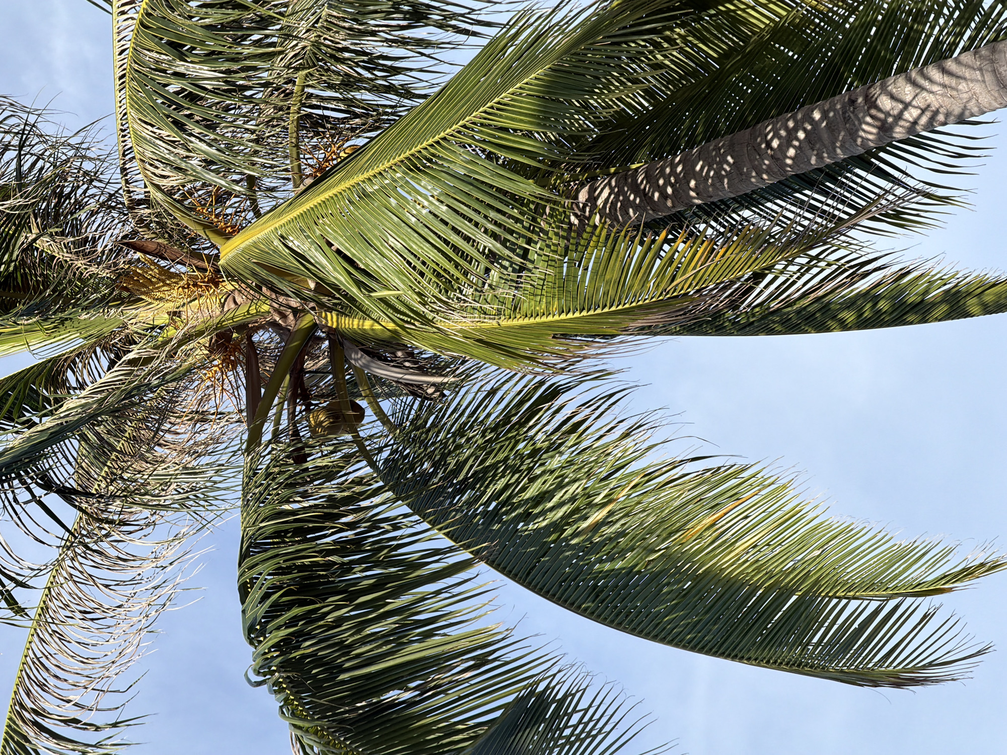 This is a low-angle, full shot of a coconut palm tree in Baan Tai, Thailand. The trunk of the tree is visible on the right side of the frame, with a rough, textured surface and shadows cast by the fronds. Large, green fronds extend from the top and sides of the frame, some appearing slightly dry and wispy. A few coconuts are visible amongst the fronds, appearing as small, round, yellowish-green objects. The sky is clear and blue, with no clouds. The lighting suggests it is daytime, likely late morning or early afternoon, with the sun positioned high in the sky and casting distinct shadows. There are no people or other animals visible in the frame. The environment appears natural and tropical, characteristic of a beach or coastal area.
