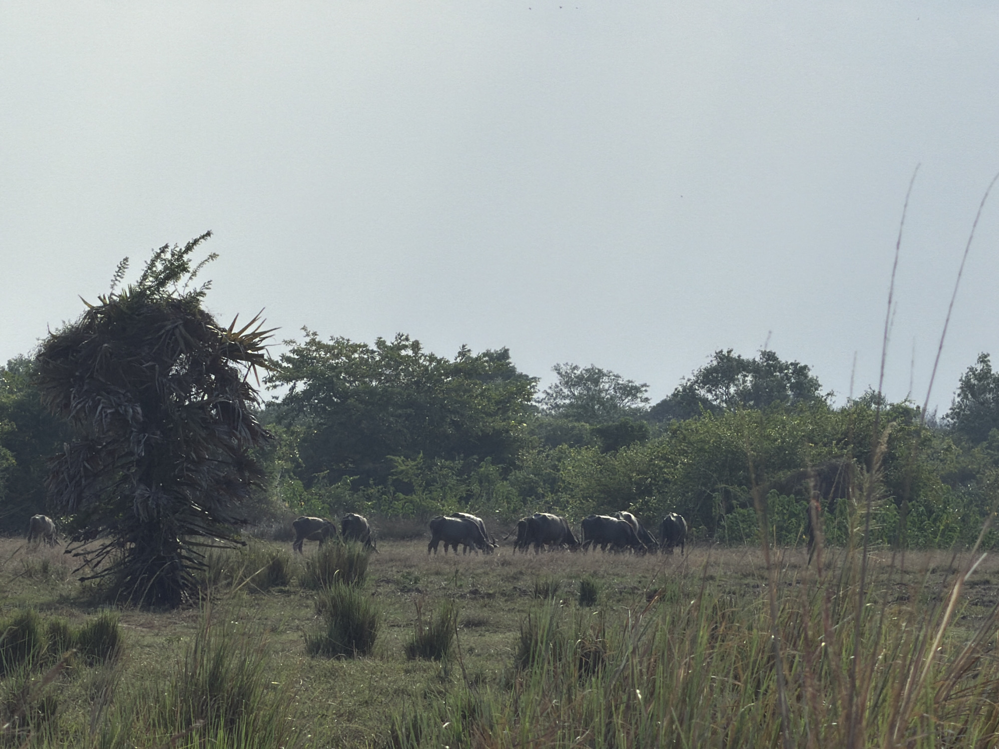 A herd of water buffalo graze in a field in Thaiyur, India, under a hazy, overcast sky. A large, distinctive palm tree with a dense crown of fronds stands in the left foreground, its dark silhouette contrasting with the muted green of the surrounding vegetation. In the middle ground, several water buffalo are spread across the grassy plain, their dark bodies hunched as they eat. The ground is covered in dry grass and some taller, reedy plants. Behind the grazing animals, a dense line of trees forms a dark green backdrop, with lighter green foliage intermixed. The sky is a pale, washed-out gray, suggesting either early morning or late afternoon, or simply a cloudy day. There is no visible text in the image.