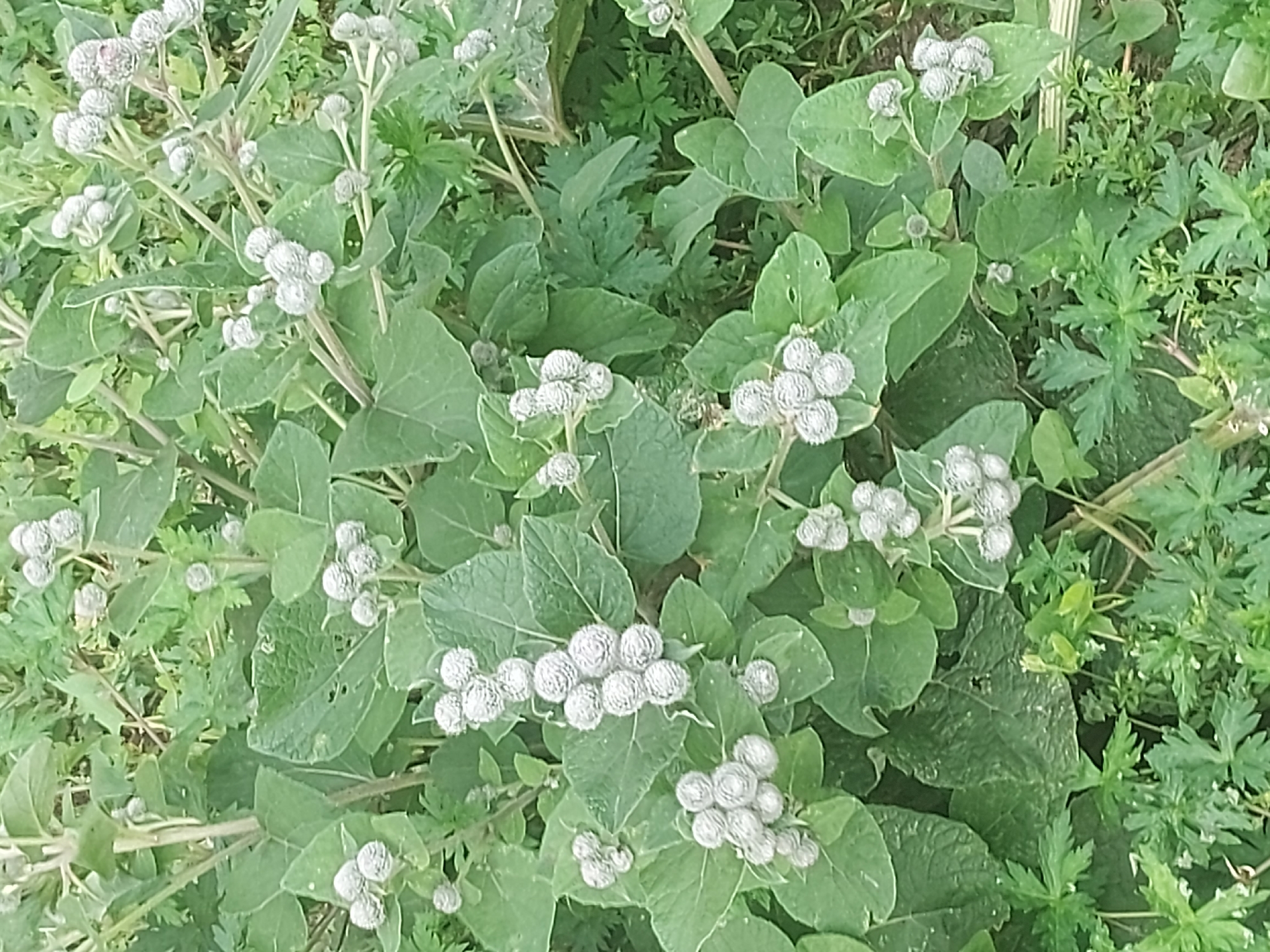 The image shows a close-up view of a cluster of burdock plants, characterized by their large, green leaves and numerous spiky seed heads. The seed heads are a light gray-green color and appear to be in a stage of development where they are not yet fully mature or dry. The surrounding environment is a natural, overgrown area with other green foliage and some dry grasses or stalks visible. The lighting suggests it is daytime, with soft, diffused light. The scene is located in the city of Belogorsk, Russia. There are no people or animals visible in the image, and no discernible actions or interactions are taking place. The focus is solely on the botanical subject matter.