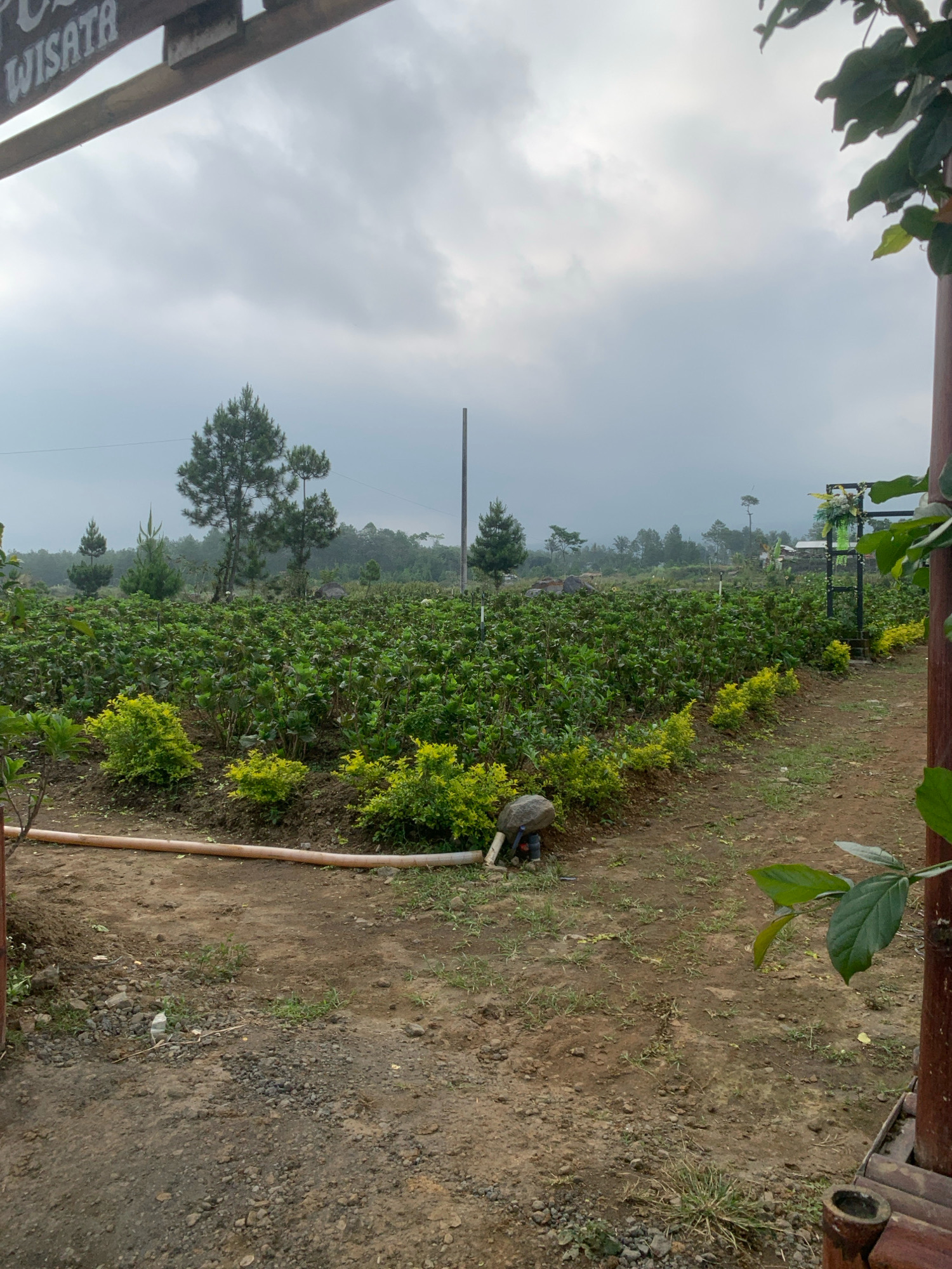The image captures an outdoor scene, likely a farm or garden, under an overcast sky. In the foreground, a path made of dirt and gravel leads into the frame. A large, beige pipe runs horizontally across the lower portion of the image, resting on the ground. To the left, a dark wooden post is visible, and to the right, a reddish-brown bamboo structure with some greenery attached.
The main focus of the image is a vast field of lush green plants, possibly crops or ornamental bushes, stretching into the distance. The plants appear densely packed, forming rows that recede towards the horizon. Small, vibrant green bushes are planted along the edge of the field, creating a border. In the background, several tall pine trees stand out against the muted sky, with a line of trees forming the distant landscape. A tall, thin pole is also visible in the middle ground.
The overall impression is one of a rural or agricultural setting, possibly a tourist attraction given the faint glimpse of the word "WISATA" on a wooden sign in the upper left corner, which translates to "tourism" in Indonesian. The sky is a uniform grey, suggesting a cloudy or potentially rainy day. The ground is uneven and appears to be a mix of soil and small stones. A small, greyish, rounded object resembling a rock or a small statue is partially visible near the bottom left of the field, next to the beige pipe.