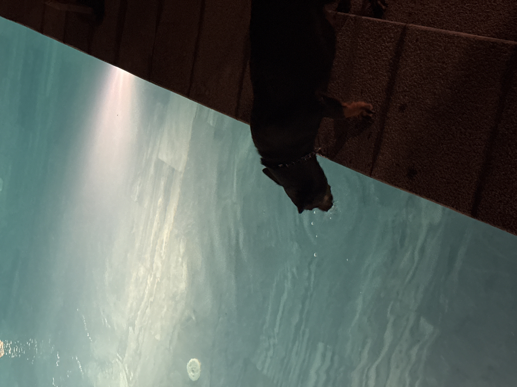 In the city of Nam Hoa Lư Ward, Vietnam, at night, a black dog with tan markings on its legs stands on the edge of a swimming pool. The dog's head is lowered towards the water, and its snout is near the surface. Several small bubbles are visible in the water just in front of the dog. The pool water is a greenish-blue color and appears to be illuminated from above, creating a bright, hazy glow in the upper portion of the image. The pool deck is made of dark, textured material and is dimly lit, with some areas appearing almost black.