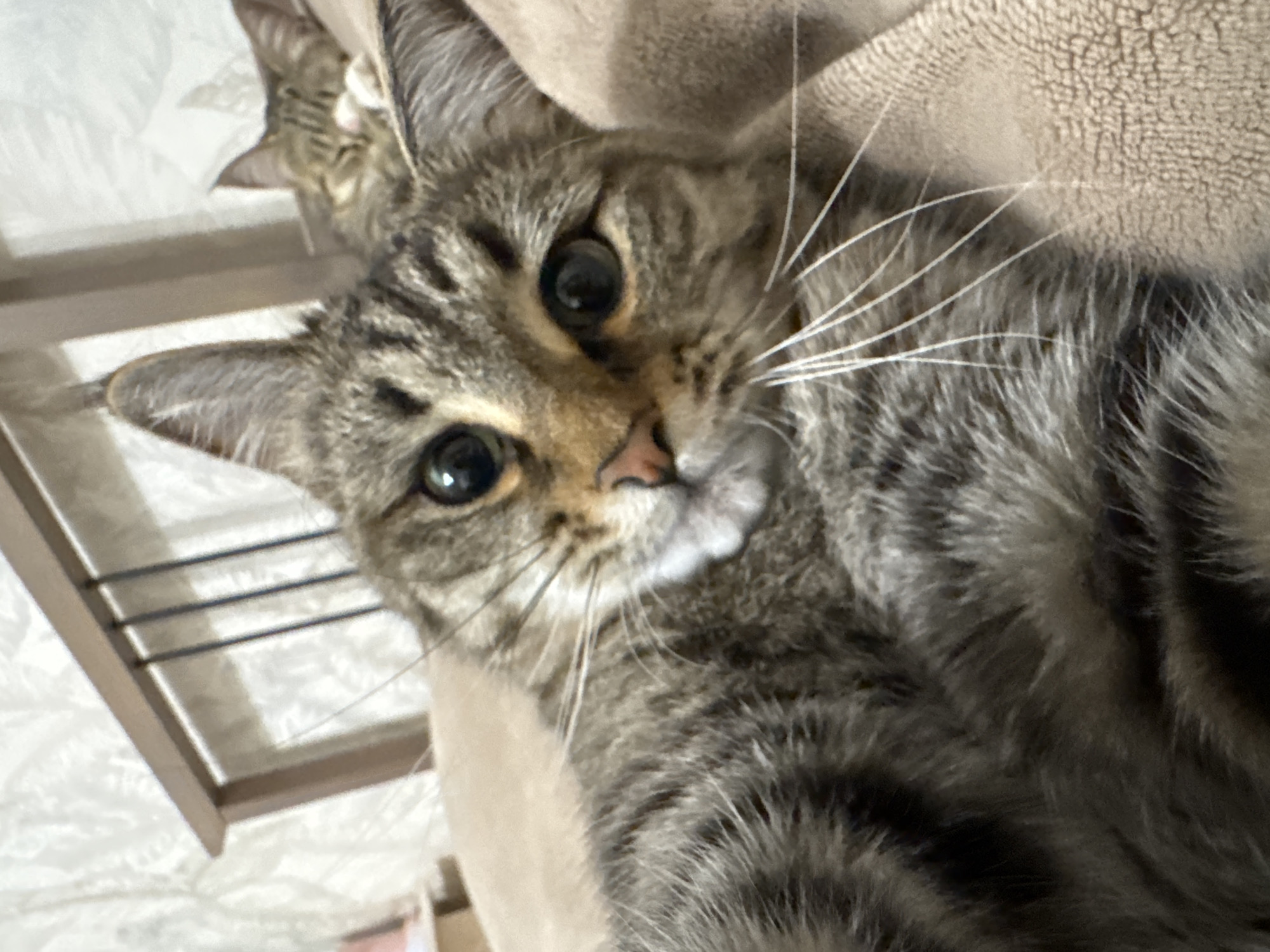 A close-up, tilted photograph shows a tabby cat with large, round eyes looking directly at the camera. Its face is in focus, displaying tabby markings on its forehead and cheeks, with white whiskers. A second tabby cat is partially visible in the background, out of focus. The foreground includes part of a light brown textured surface, possibly a blanket or cushion. To the left, elements of a shelf or chair are visible. There is no visual information indicating a location in the city of Chaikovsky, Russia.