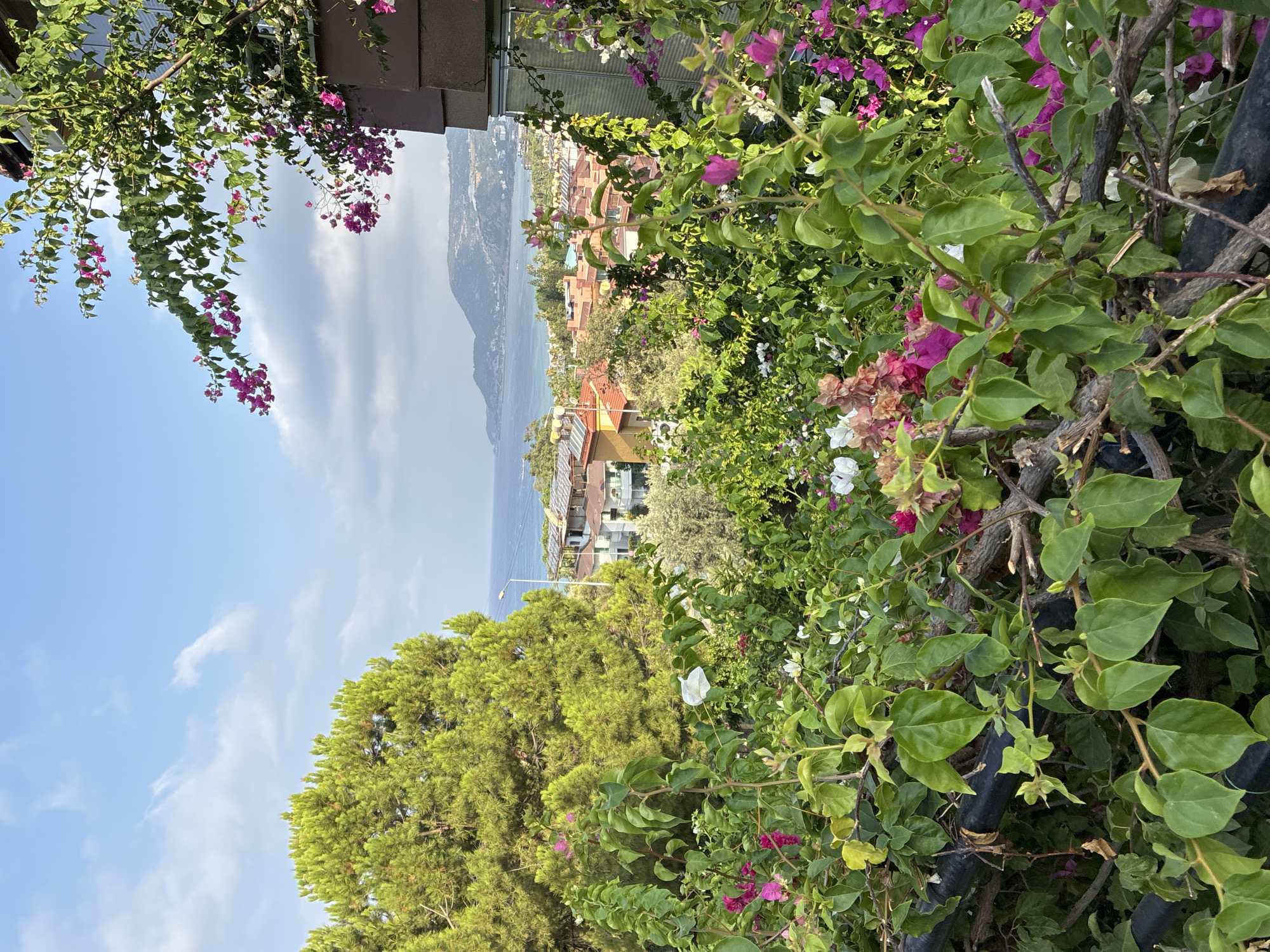 This is a daytime, eye-level, outdoor, vertical photograph taken in Alanya, Turkey. In the foreground, a dense canopy of green foliage and vibrant pink and white bougainvillea flowers obscures much of the lower half of the frame. A dark, horizontal pipe or railing runs across the bottom of the image, partially covered by the plants. Behind the bougainvillea, a large, mature pine tree with bright green needles dominates the left side of the image. Further back, a coastal city unfolds, characterized by buildings with orange and red tiled roofs. The Mediterranean Sea forms the backdrop, with a hazy, mountainous coastline visible in the distance. The sky above is a light blue, with scattered white clouds. The overall impression is of a lush, green, and colorful hillside view overlooking a coastal town.
