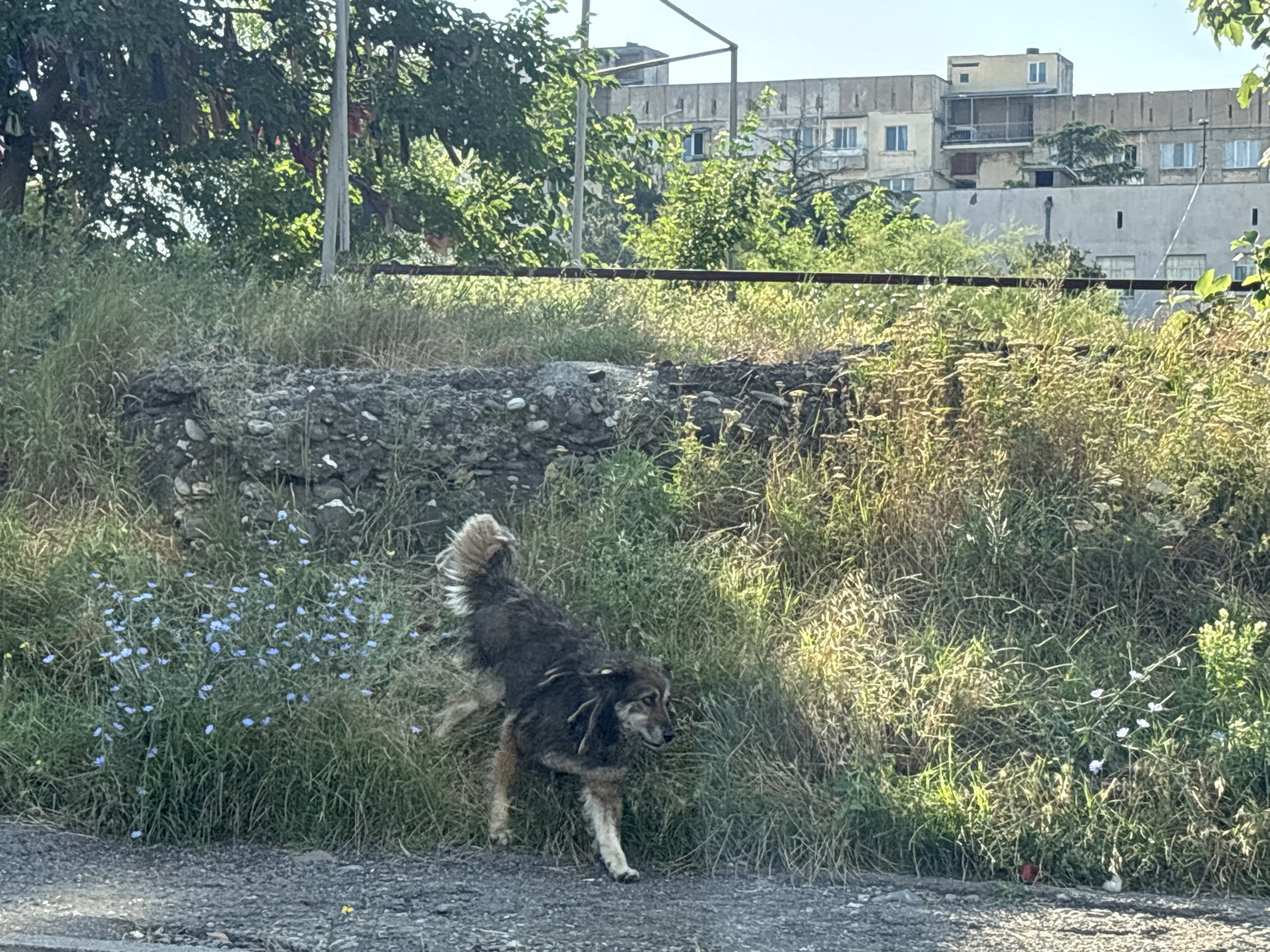 An unkempt, medium-sized dog with long, shaggy fur, varying in shades of brown, stands on a gravel shoulder beside a grassy embankment in Tbilisi, Georgia. The dog is facing right, with its head turned slightly back, and appears to be in motion, possibly stepping over small blue wildflowers and dried grasses. The embankment is composed of loose stones and dirt, with more of the wildflowers scattered throughout the lush green and dry vegetation. In the background, a rusty metal railing separates the embankment from a more densely vegetated area. Beyond this, several multi-story, weathered concrete buildings with balconies and visible windows are situated under a clear, bright sky. The overall scene suggests a somewhat neglected urban fringe environment.