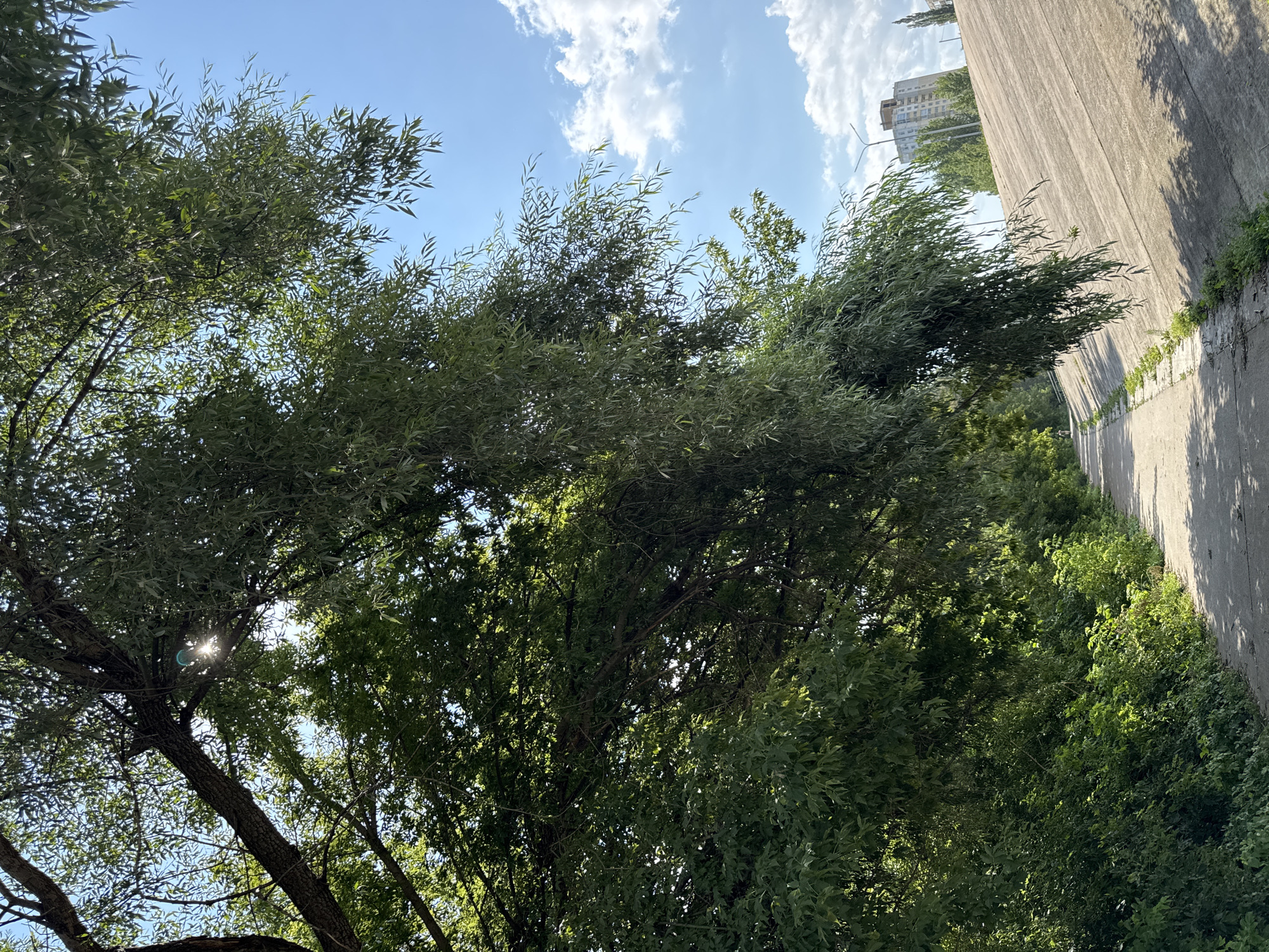 The image shows a pathway alongside a concrete embankment on a sunny day in Ufa, Russia. Lush green trees overhang the path, with sunlight filtering through their leaves. The path appears to be made of concrete and is relatively narrow. In the background, a multi-story building and streetlights are visible. A small figure, possibly a person walking, is visible in the distance on the pathway. The sky is blue with scattered white clouds. The overall impression is that of an urban park or recreational area.