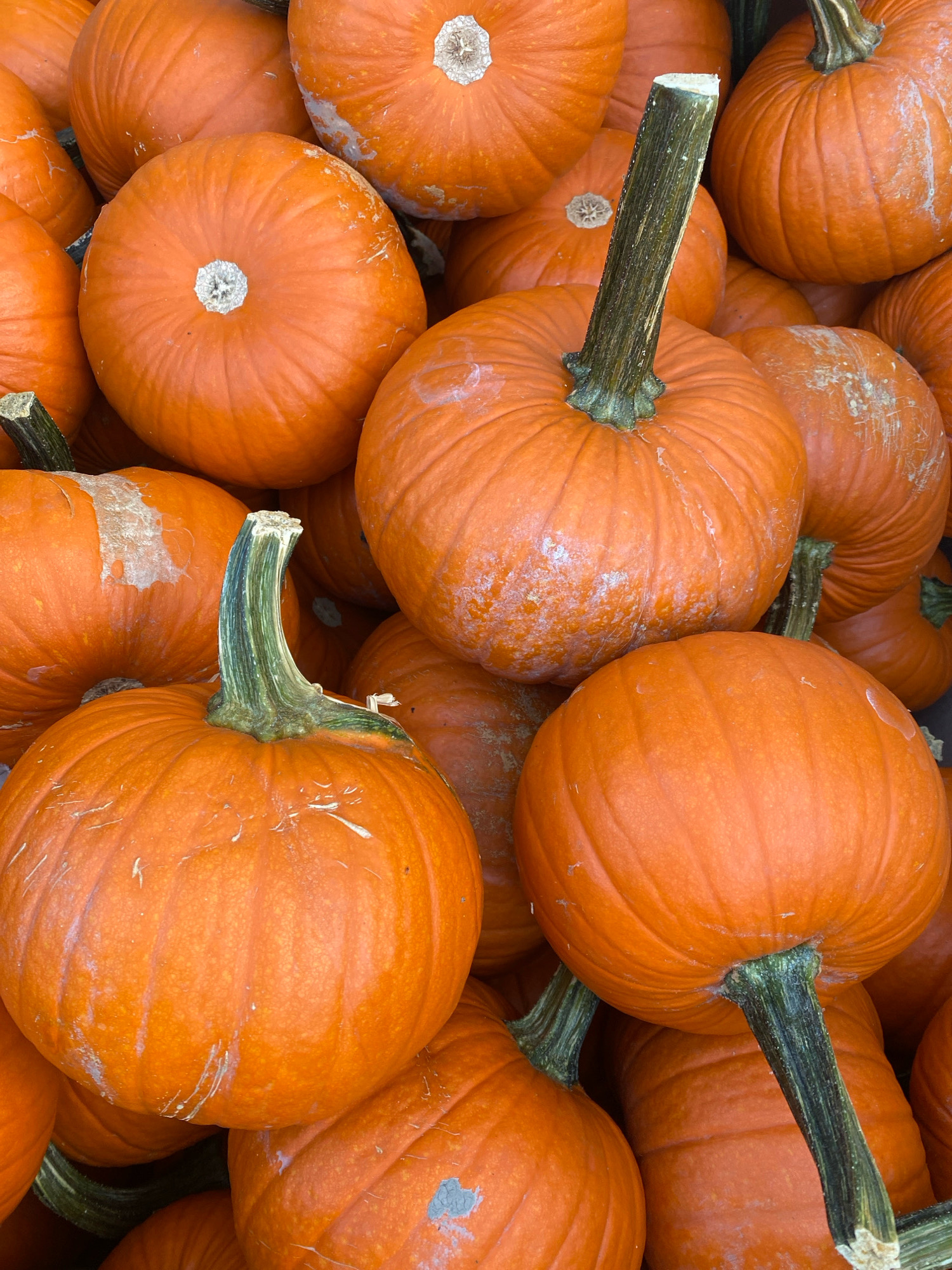 A close-up, overhead view of a pile of bright orange pumpkins. The pumpkins are of varying sizes and some have visible stems, some are cut off. A few pumpkins show signs of age with some greyish-white markings on their surfaces. The scene appears to be an outdoor setting, possibly a farmers' market or a pumpkin patch. The specific location of Baie-D'Urfé, Canada, cannot be determined from the image alone, as no geographical landmarks or identifying features are present.