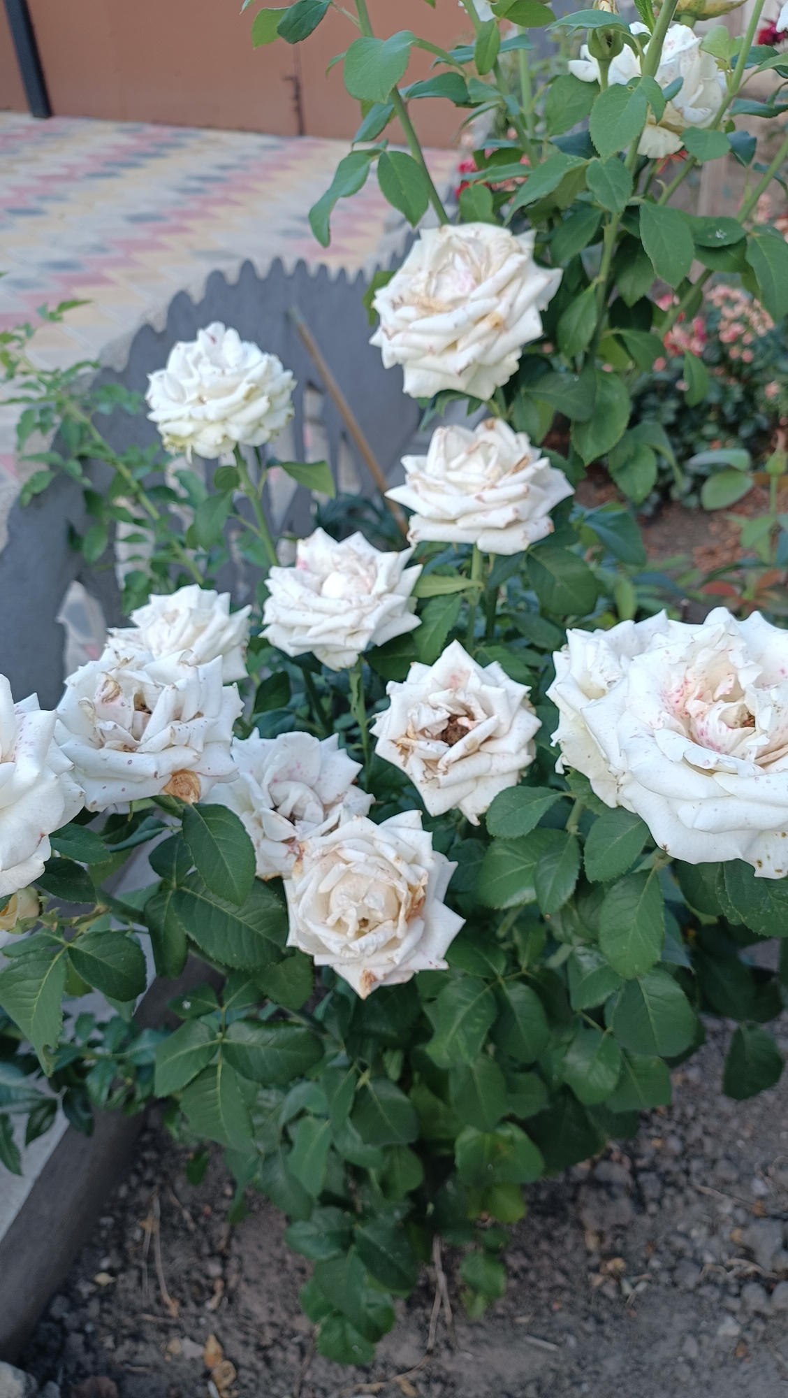 A cluster of white roses, some slightly wilted with brown edges, are in full bloom against a backdrop of green foliage. The roses are set in a garden setting, with a textured grey wall and a multi-colored tiled pathway visible in the background. The ground is covered with dark soil and small stones. The scene appears to be outdoors in daylight.