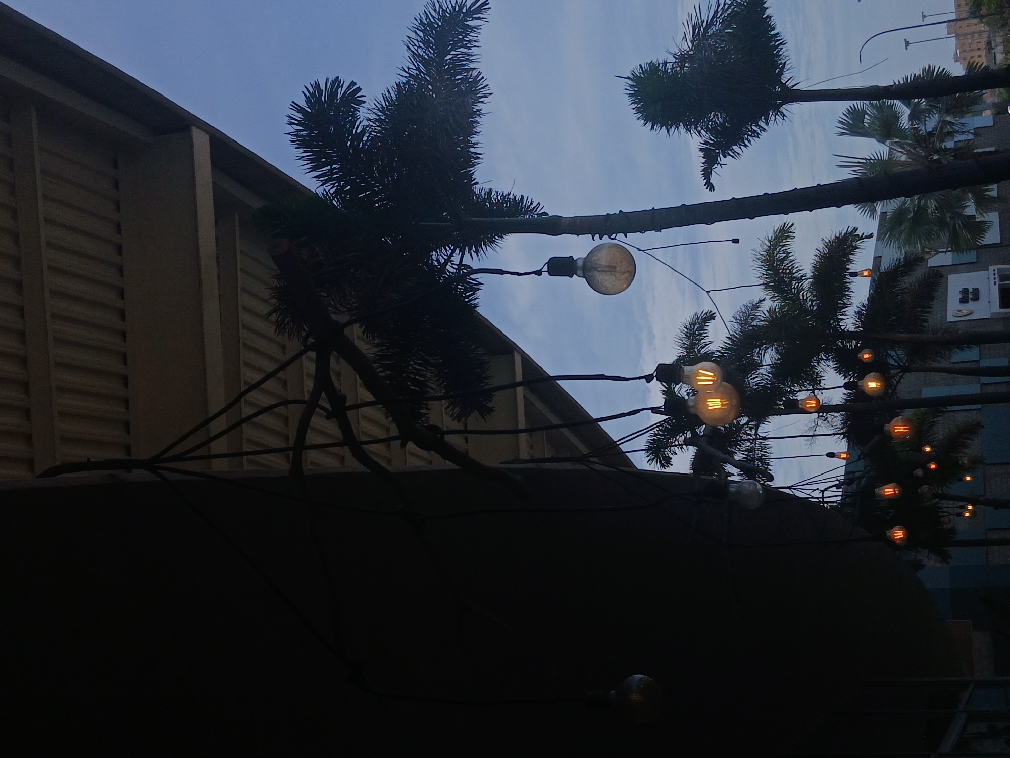 The image shows an upward view of palm trees strung with decorative lights against a twilight sky, taken in Pampatar, Venezuela. The palm trees are silhouetted, and some of the light bulbs are illuminated. A building is partially visible on the left side of the frame.