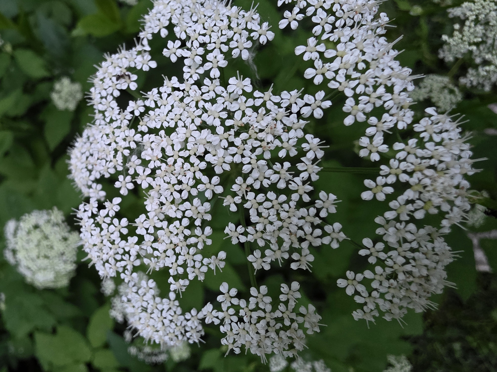 This image, captured in the city of Chaikovsky, Russia, presents a close-up, top-down view of a large, dense cluster of small white flowers. The flowers are arranged in an umbel formation, typical of the Apiaceae family, with numerous individual florets, each possessing five visible petals and prominent stamens. The primary flower cluster dominates the central and foreground areas of the frame. A small, dark-bodied insect, approximately 3-5mm in length, is visible on the upper right portion of the main flower cluster, positioned on a stem among the florets. Fine white filamentous material, possibly spider silk or plant exudates, is also discernible among the flowers in several locations. The background consists of soft-focus, dark green foliage, with several other blurred white flower clusters visible, indicating a natural, vegetated environment. No human subjects, man-made objects, or distinct actions are present in the scene.