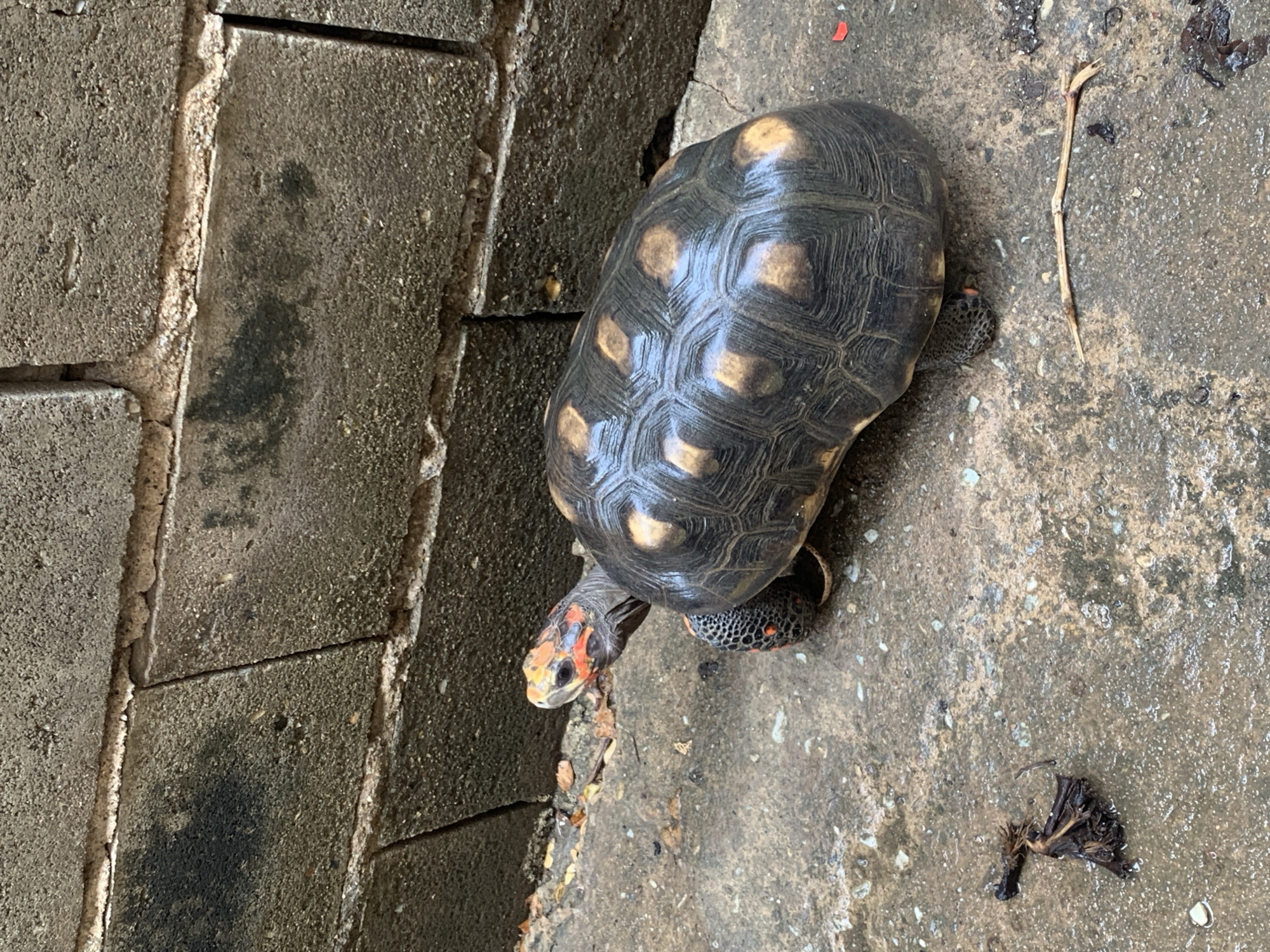 A turtle, possibly a Red-Footed Tortoise, is observed on a concrete surface next to a weathered brick wall. The turtle's shell is dark with lighter-colored markings. Its head has red and orange coloration. The environment appears damp. Santa Ana, Venezuela is not determinable from this image.