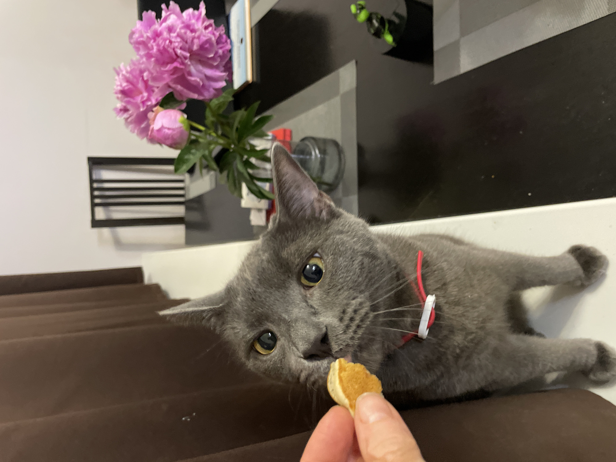 While the provided image offers no explicit visual markers to confirm its location within Sochi, Russia, it depicts an indoor domestic setting. The scene focuses on a grey cat interacting with a human hand presenting a treat. In the immediate foreground, a human hand with short, unpainted fingernails, skin tone suggesting a light complexion, holds a small, irregular, orange-yellow object, resembling a pet treat or a piece of food. The hand's thumb and index finger are clearly visible, with a portion of the middle finger also present. Dominating the left and center of the frame is a domestic short-haired cat, characterized by its uniform grey fur, typical of a Russian Blue or similar breed. The cat's large, round eyes feature bright golden-yellow irises with dilated black pupils, intently focused upwards on the treat in the human hand. Its dark grey nose is slightly moist, and the tip of its pink tongue is subtly extended, indicating anticipation or the act of licking. Prominent white whiskers fan out from its muzzle. The cat wears a thin collar that is predominantly red, with a distinct white horizontal segment acting as a buckle or fastener. Its pointed ears are upright, and its front paws, partially visible at the bottom of the frame, show dark paw pads as it appears to be resting on a white, flat surface, possibly a shelf or the edge of a table. The background on the left is dominated by dark brown, vertical pleated fabric, likely curtains or drapes, extending from the top to the bottom of the frame. To the right of the cat, a plain, light-colored wall (off-white or light grey) is visible. In the midground, occupying the right half of the image, is a dark, possibly black, rectangular table surface with a slight sheen. On this table, a glass vase holds a bouquet of vibrant pink peonies; at least two are in full bloom, and one is a closed bud, surrounded by green foliage. To the left of the vase, some indistinct white objects, possibly small containers, are arranged. Further right on the table, a light-colored book or similar flat item is present. A small, dark figurine with bright green accents, possibly a stylized frog or alien creature, stands on a dark base towards the far right of the table. Two checkered grey placemats are visible on the table, one beneath the vase and another further to