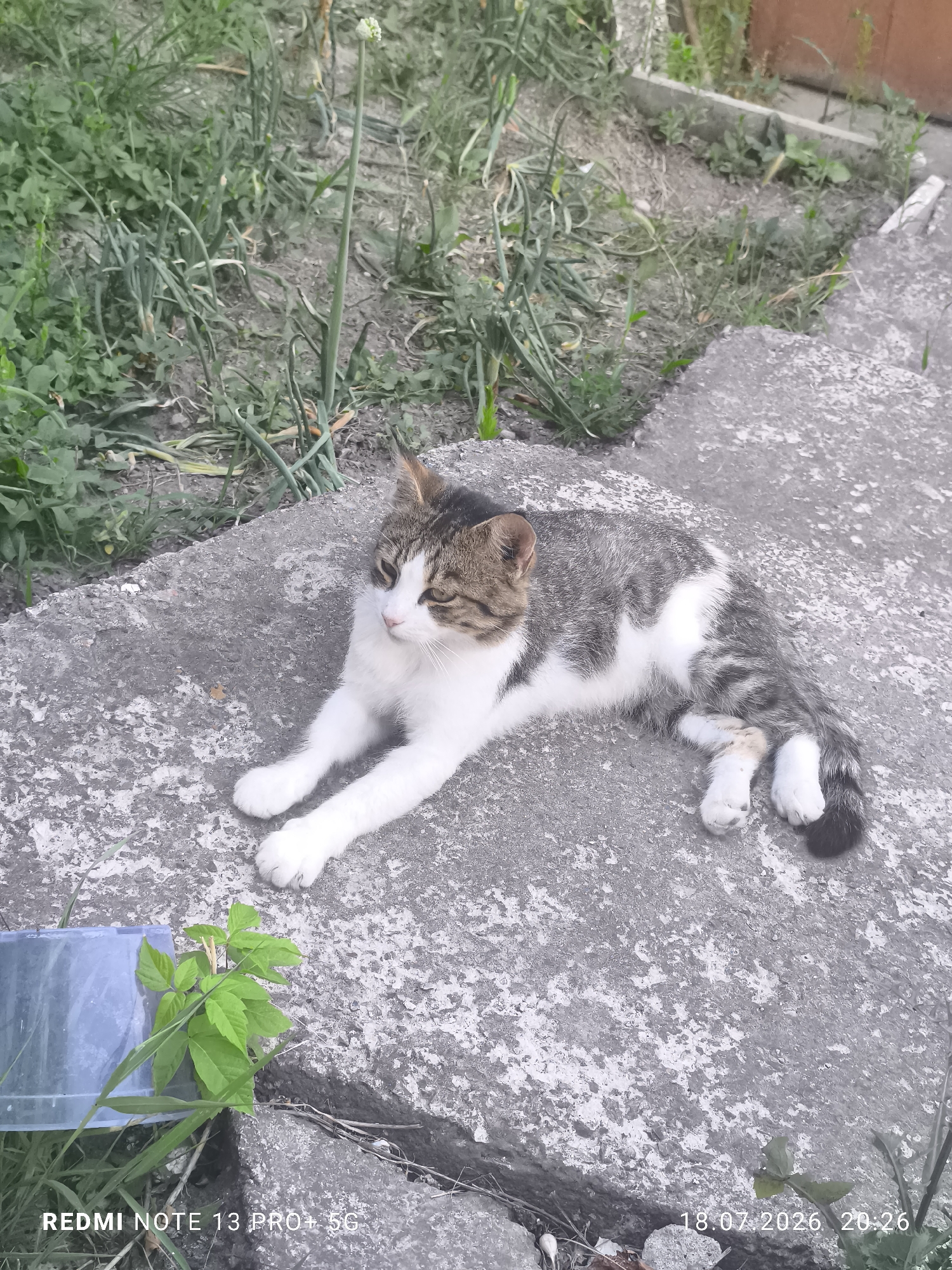 A tabby and white cat is lying on a concrete surface outdoors. The cat is in the center of the frame, facing to the left with its head turned slightly towards the viewer. Its body is elongated, and its paws are extended. The cat has a white chest and paws, with grey and brown tabby markings on its back and head. The concrete surface is uneven and textured. In the background, there is an area of green grass and dry dirt. A few small green plants are visible in the lower left and right corners of the image. A partially visible blue container is in the lower left corner. The timestamp "18.07.2026 20:26" and "REDMI NOTE 13 PRO+ 5G" are visible in the lower portion of the image.