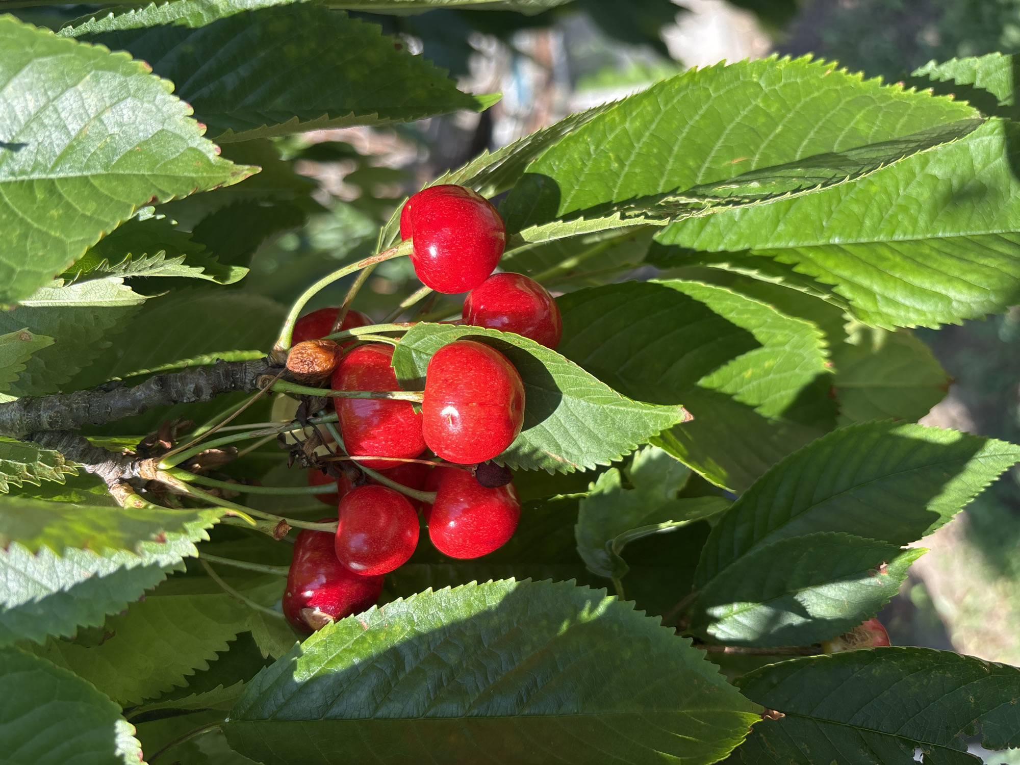 The image shows a close-up of a cherry tree branch laden with ripe, red cherries. The cherries are plump and glossy, with some showing a slight dimple where the stem attaches. They are clustered together, with their green stems clearly visible. The cherries are surrounded by vibrant green leaves, some of which are in sharp focus, while others are blurred in the background. The sunlight casts shadows on the leaves and cherries, highlighting their textures and shapes. A hint of a brick wall and some green foliage can be seen in the softly blurred background, suggesting an outdoor setting, possibly a garden or orchard. There are no people visible in the image.