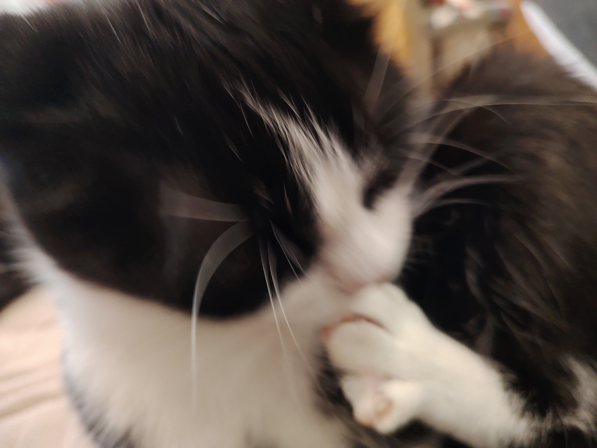 A blurry close-up photograph depicts a black and white cat grooming itself. The cat is holding its white paw up to its face, presumably licking it. The background is out of focus. The image is not clear enough to determine any details about the location.