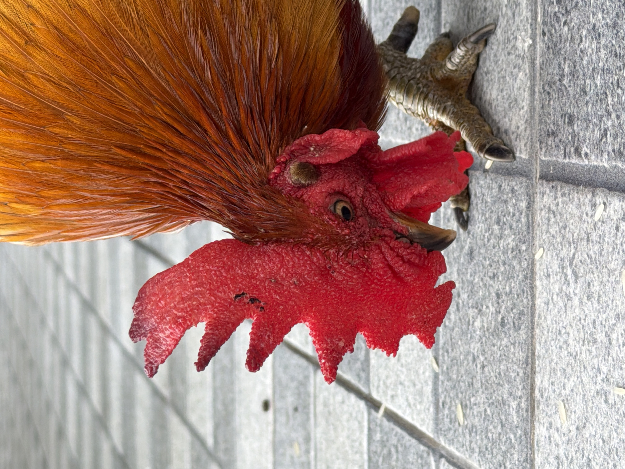 In the city of Ko Samui District, Thailand, a close-up, low-angle shot captures a rooster with vibrant orange and red plumage. The rooster is positioned on a paved surface, likely a sidewalk, composed of large, rectangular gray tiles with distinct grout lines. Several stray grains of rice are scattered across the tiles, suggesting the rooster may be foraging. The rooster's distinctive red comb is prominently displayed, and its eye is visible, looking downwards. The bird's clawed foot is clearly visible on the right side of the frame, with its scaled texture and sharp talons. The background consists of more of the tiled surface, extending into a shallow depth of field. The lighting is bright, likely from natural daylight.