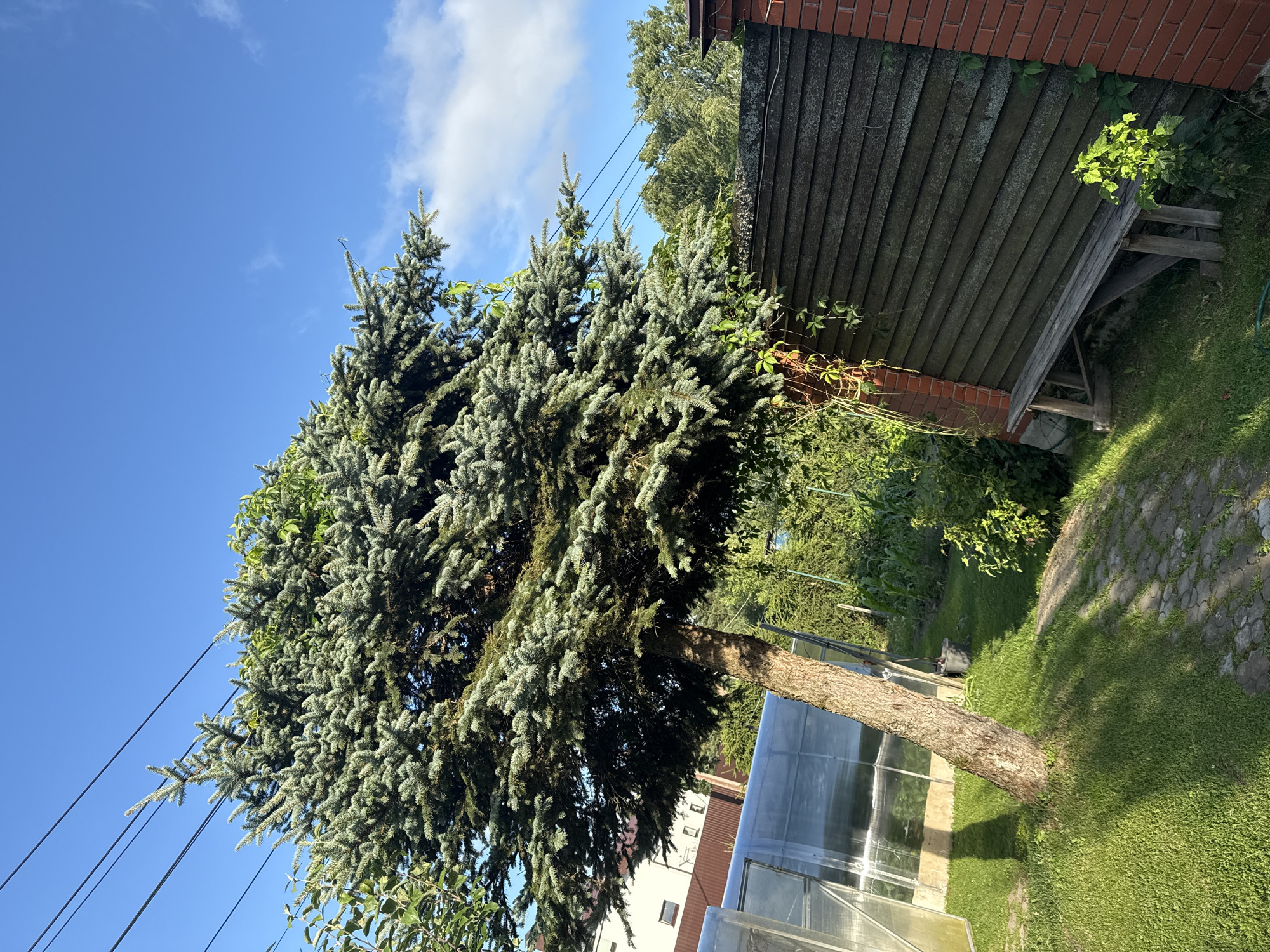 The image depicts a suburban backyard scene on a sunny day in Yukki, Russia. A large evergreen tree, possibly a spruce, dominates the foreground, its branches casting shadows on a cobblestone path and lush green grass. To the left, a greenhouse with a transparent roof is visible, adjacent to a white building with brown trim. A rustic wooden bench sits against a dark wooden fence to the right, which is partially bordered by red brickwork. Overhead, power lines stretch across a clear blue sky dotted with a few wispy clouds. Green foliage and other trees fill the background, suggesting a natural or semi-natural setting.