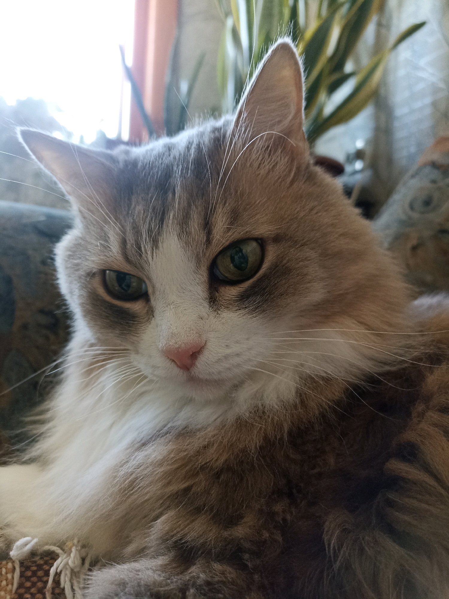 A close-up, waist-up shot captures a medium-haired cat with gray, white, and tan fur. The cat is positioned in the foreground, facing slightly to the left, with its head tilted downwards and its eyes focused intently. Its gaze is directed towards something outside the frame. The cat's fur is fluffy, particularly around its neck and chest. It has a white muzzle with a pink nose and prominent white whiskers. The background is softly blurred, showing hints of indoor surroundings, including what appears to be a window with curtains, and foliage from a houseplant. The lighting suggests it is daytime, possibly near a window. No specific location in Novosibirsk, Russia is identifiable.