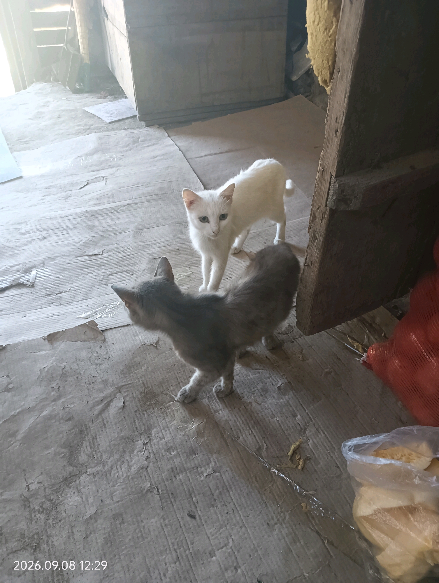 Two kittens are in an interior space with a dirt or cardboard floor. A white kitten stands on its hind legs, facing the camera with its head tilted. A gray kitten is in the foreground, facing away from the camera and looking towards the white kitten. The background shows wooden structures, a red mesh bag containing items, and a plastic bag with food. The timestamp "2026.09.08 12:29" is visible in the lower left corner. The location is identified as Sadchikov rural district, Kazakhstan.
