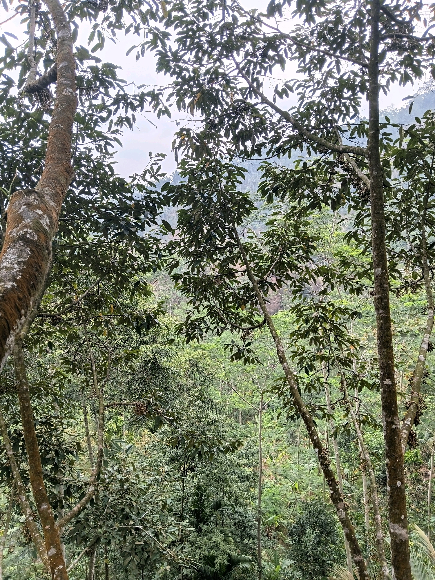 The image captures a view from a forest in Pentul Bawah, Indonesia. The foreground is dominated by the trunks and branches of several trees, laden with lush green foliage. The trees have rough, textured bark with patches of lighter color, suggesting age. The leaves are dense, creating a canopy that partially obscures the background.
Beyond the immediate trees, a hilly landscape unfolds, densely covered in vegetation. The colors are predominantly various shades of green, indicating a tropical or subtropical environment. The terrain appears uneven and steep, with layers of trees receding into the distance. The sky is overcast, casting a diffused light over the scene, contributing to a slightly muted color palette. There are no people or visible man-made structures in the image, suggesting a natural, undeveloped area within the described location.