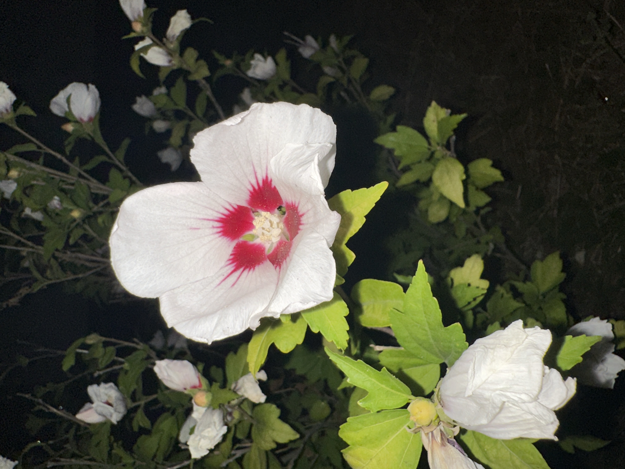 A close-up, low-light photograph captures a white hibiscus flower with a deep pink center, blooming at night. The flower is in focus in the foreground, with its delicate petals unfurled. Behind it, a cluster of green leaves and other white hibiscus blooms, some closed and some partially open, are visible. The background is dark, suggesting the photo was taken in a garden or natural setting in Nevinnomyssk, Russia, under artificial lighting. There are no people or animals present in the image. The overall impression is one of natural beauty illuminated by artificial light in a dark environment.