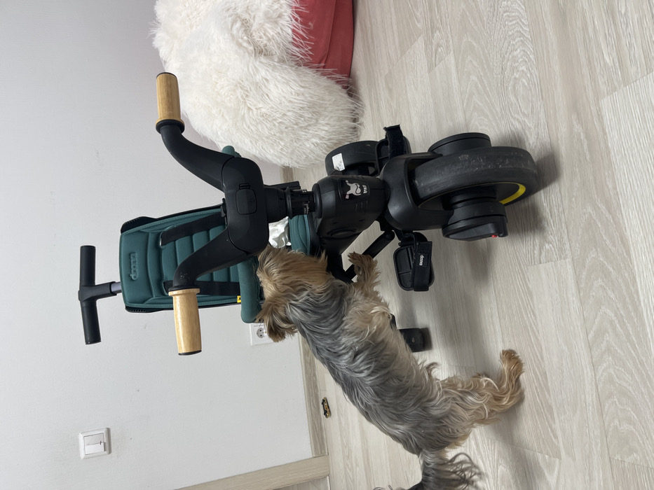 A tan and grey long-haired dog stands near a green and black tricycle with wooden handles, positioned on a light-colored wooden floor. A white fluffy pillow with a hint of red sits nearby. The tricycle features a black frame, a green seat, and black wheels with yellow accents. The dog looks toward the front of the tricycle. The scene takes place indoors.