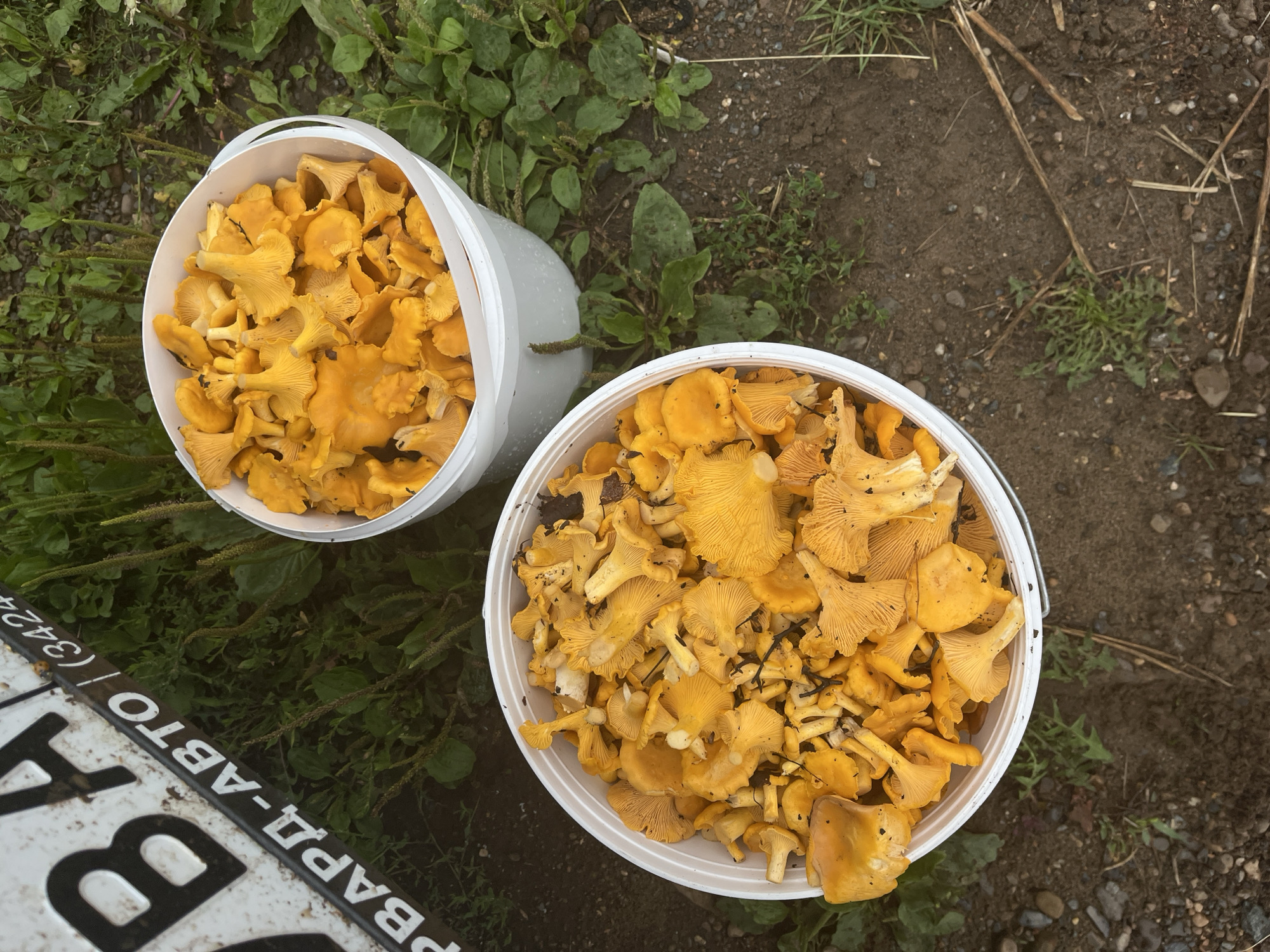 Two white buckets filled with chanterelle mushrooms are placed on the ground. The bucket in the foreground is closer to the bottom of the frame, and the bucket in the background is to the upper right. The mushrooms are bright yellow-orange. Partially visible in the upper left of the frame is a black and white sign with Cyrillic text that appears to be part of a license plate or vehicle marking. The ground is composed of dark soil and small rocks, with some green vegetation and dry grass scattered around. The scene is outdoors, likely in a natural setting.