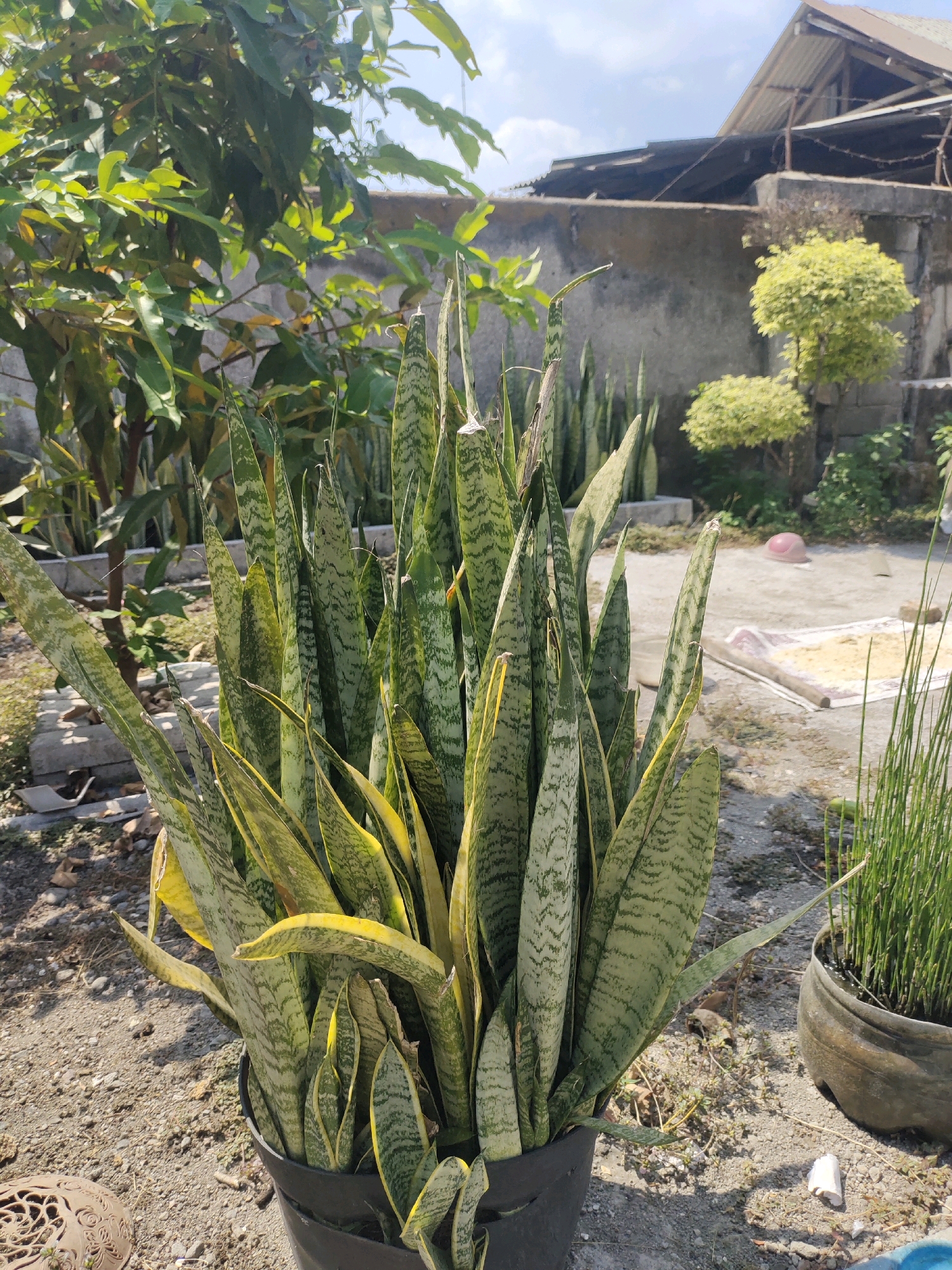 A full outdoor shot captures a dense cluster of snake plants in the foreground, their variegated green and yellow leaves reaching upwards. The plants are situated in a black plastic pot on a gravelly ground. Behind the snake plants, a variety of other greenery is visible, including the leaves of a larger tree with dappled sunlight filtering through. In the background, a modest building with a corrugated metal roof and cinder block walls stands under a bright, partly cloudy sky. A pink ball is on the ground near the building, along with a mat covered in what appears to be sand or grain. Another potted plant, filled with thin, reed-like stems, sits to the right of the snake plants. The scene appears to be in a residential backyard or open area.