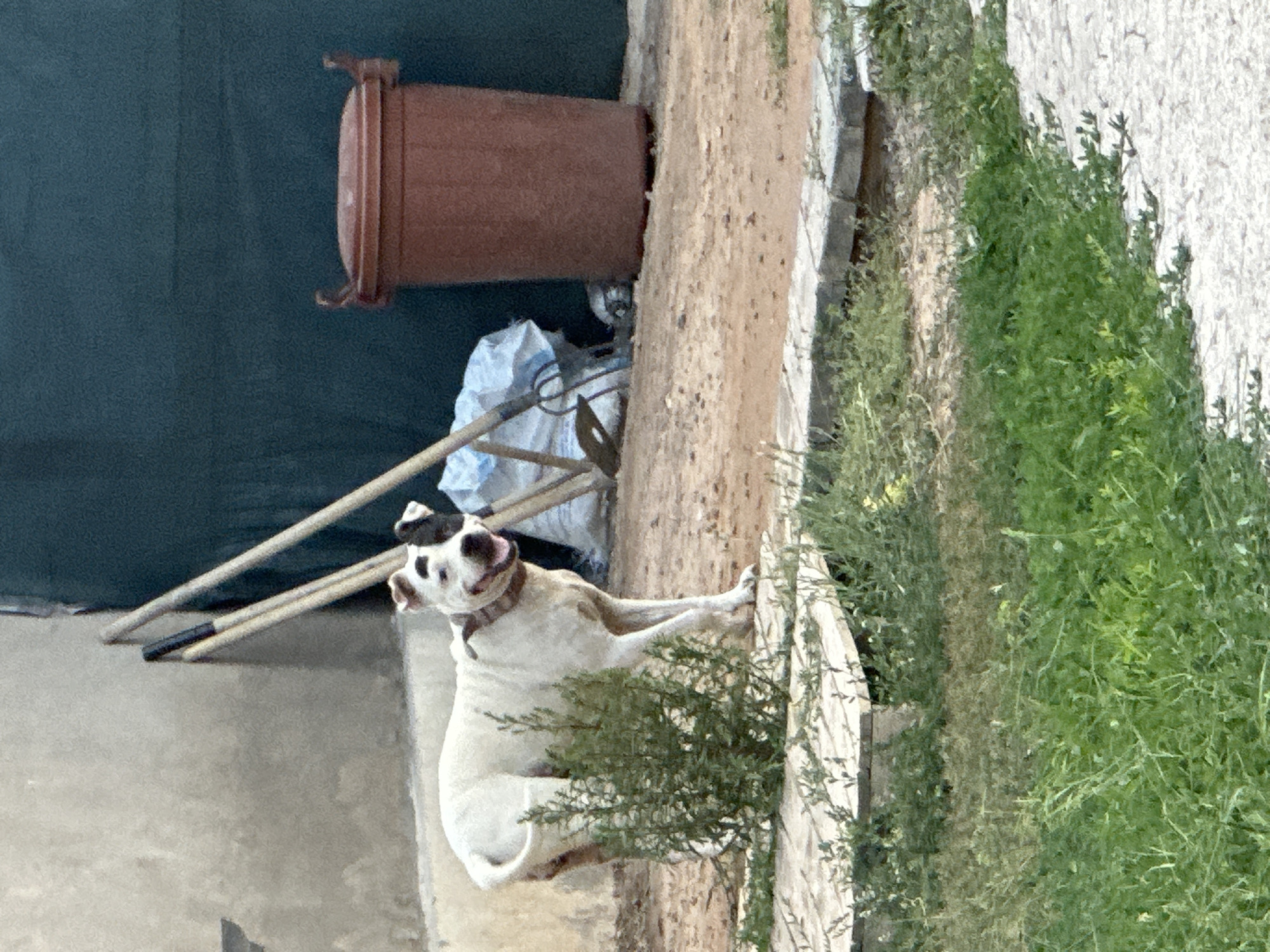 A white dog with black markings on its face and ears stands in an outdoor area, possibly a yard or alleyway, in Sasbaga, Uzbekistan. The dog is looking towards the viewer with its mouth open and tongue visible. It is wearing a collar. Behind the dog, there are several objects including a large brown plastic bin with handles, a pile of blue and white sacks, and what appear to be garden tools with wooden handles leaning against a building. The ground is composed of dirt and gravel. In the foreground, there is some greenery and a wooden plank structure. The background shows a textured wall and a dark green tarp or fabric covering.