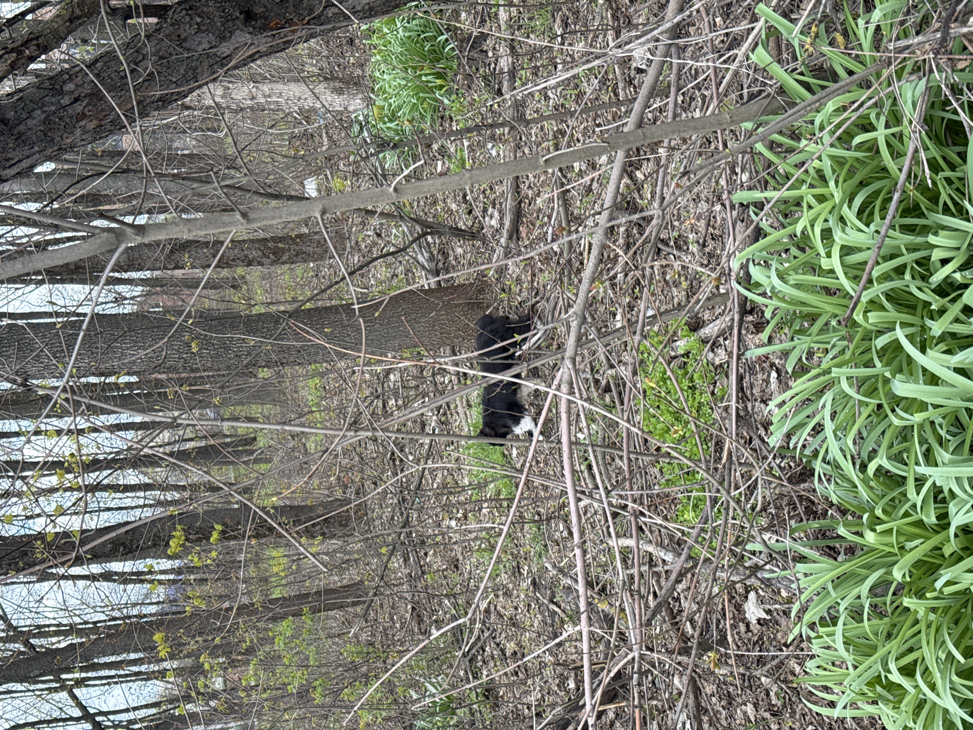 The image depicts a forest scene, likely in the vicinity of Rostov-on-Don, Russia. The landscape is dominated by trees and vegetation, with a thick undergrowth of branches and leaves. Amidst the dense foliage, a black and white cat is visible. The scene is bathed in natural light, with sunlight filtering through the trees.