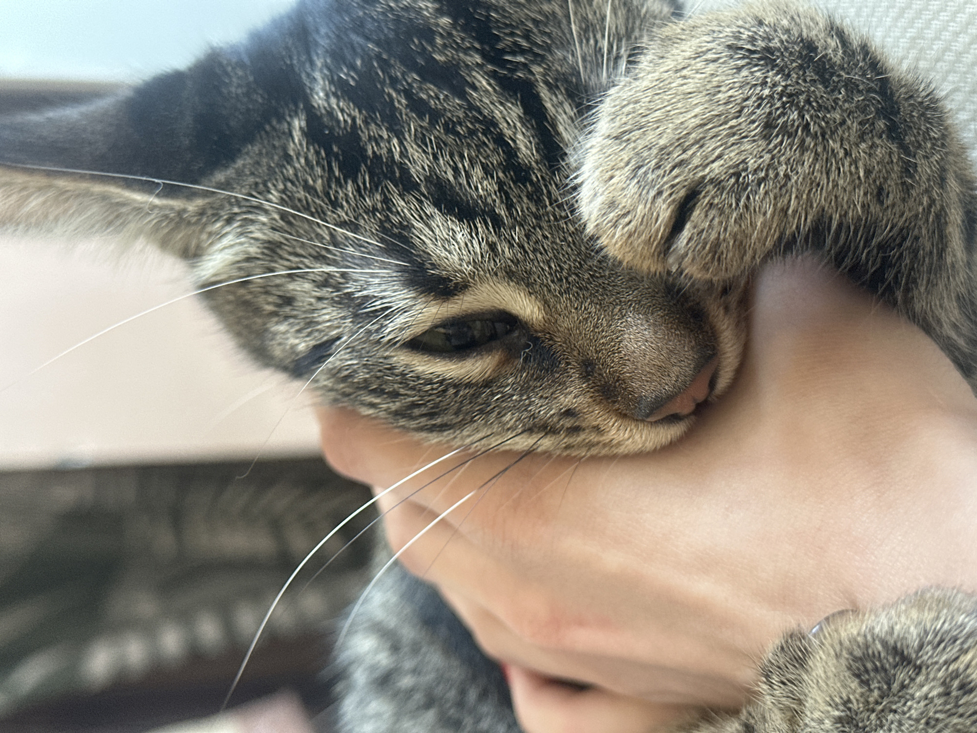 A tabby cat is resting its head on a human hand, with its paw gently placed on top of the hand. The cat's eyes are closed, and it appears to be asleep or relaxed. The background is blurred, but suggests an indoor setting with natural light. The image is a close-up, focusing on the interaction between the cat and the person. There is no identifiable information about the location in Sofia, Bulgaria.